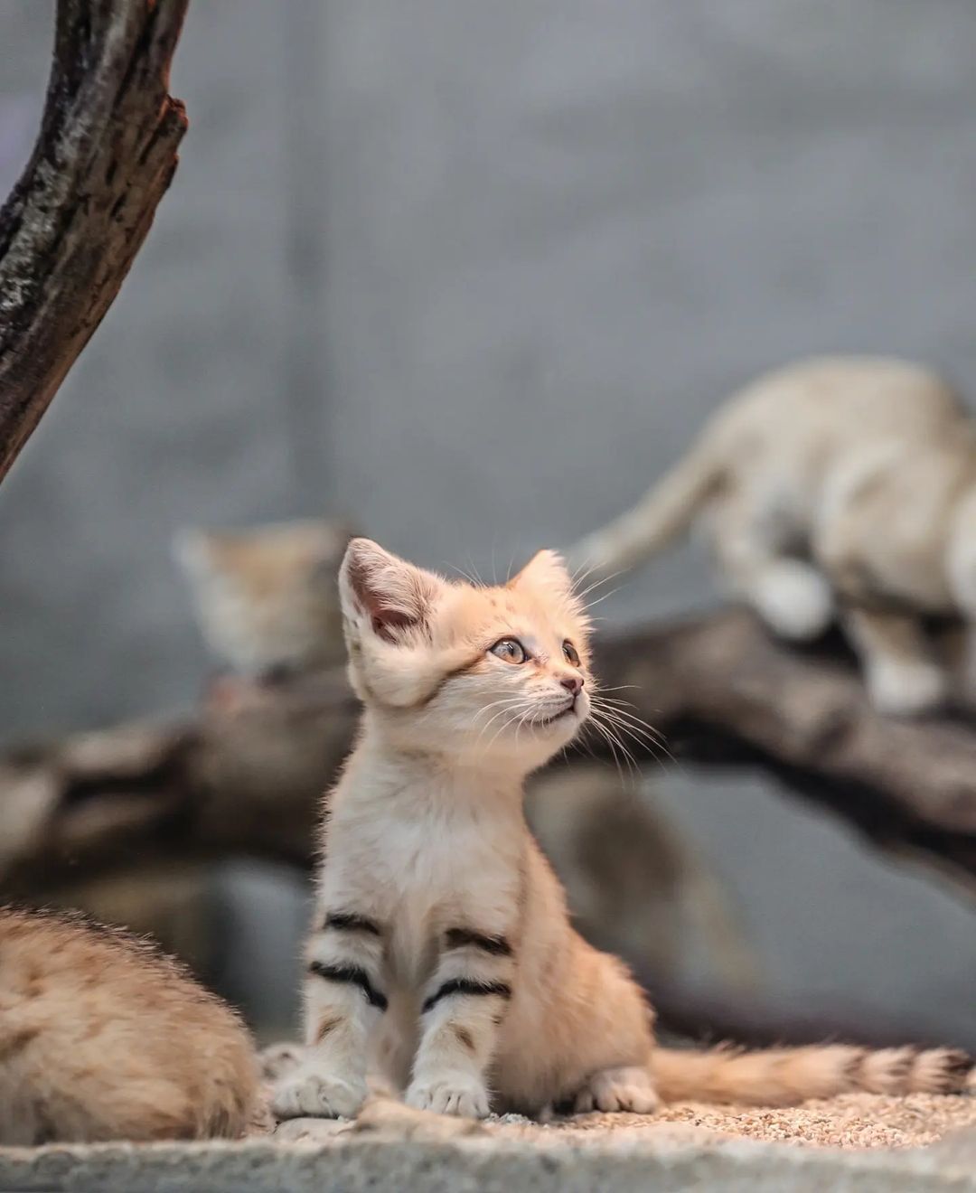 Anyway, I will defeat this mosquito! - Sand cat, Cat family, Wild animals, Predatory animals, Small cats, Japan, Zoo, Yokohama, Kittens, Positive, Milota, Longpost