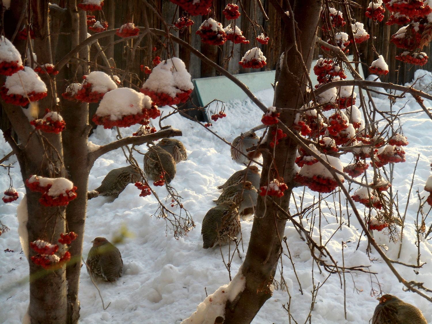 PARTRIDGES UNDER THE WINDOWS - My, Nature, Town, Guests, Birds, The photo