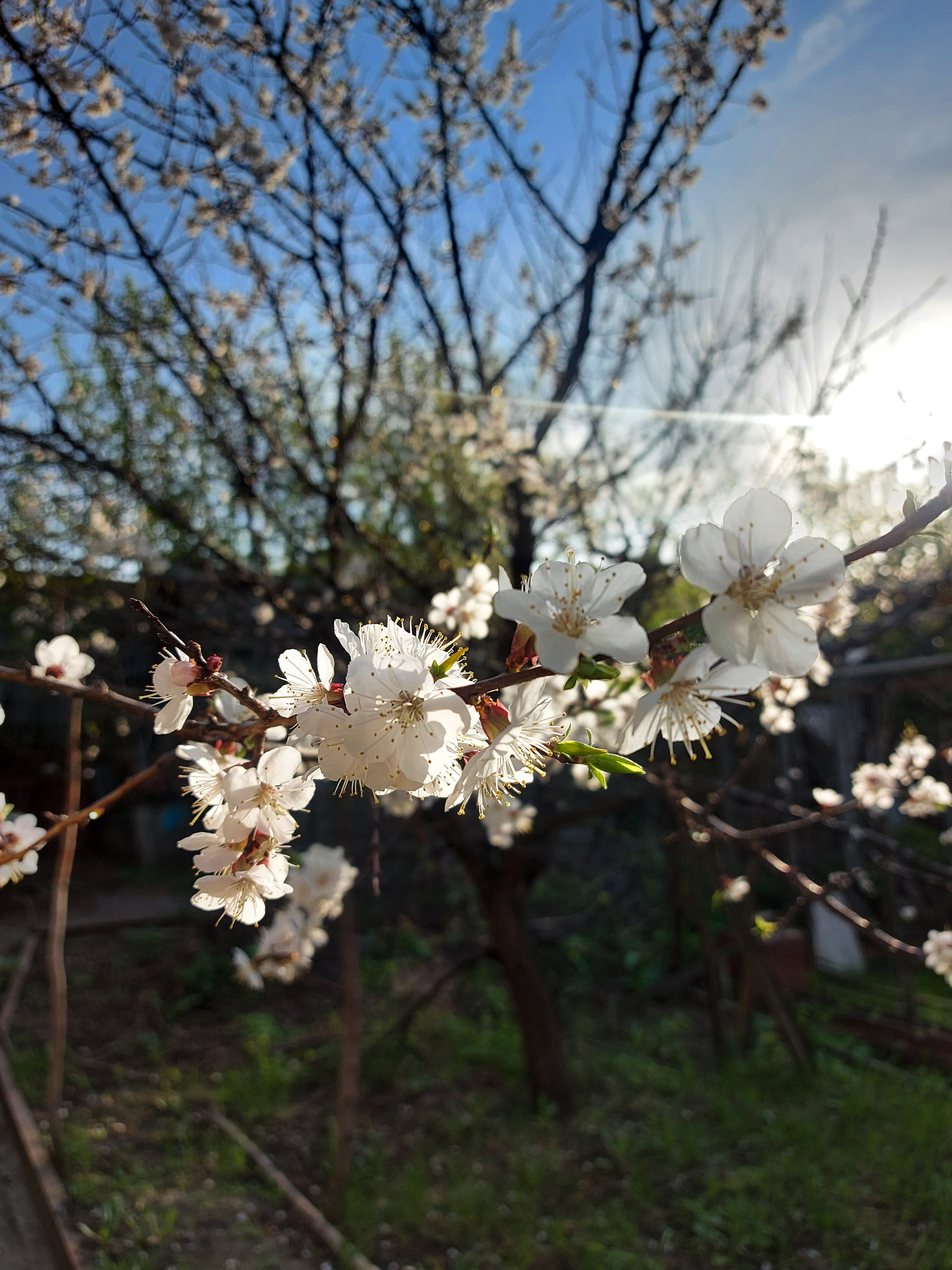 And what if who hasn't seen :) - My, Mobile photography, Cherries, Blooming garden, Apricot, Longpost