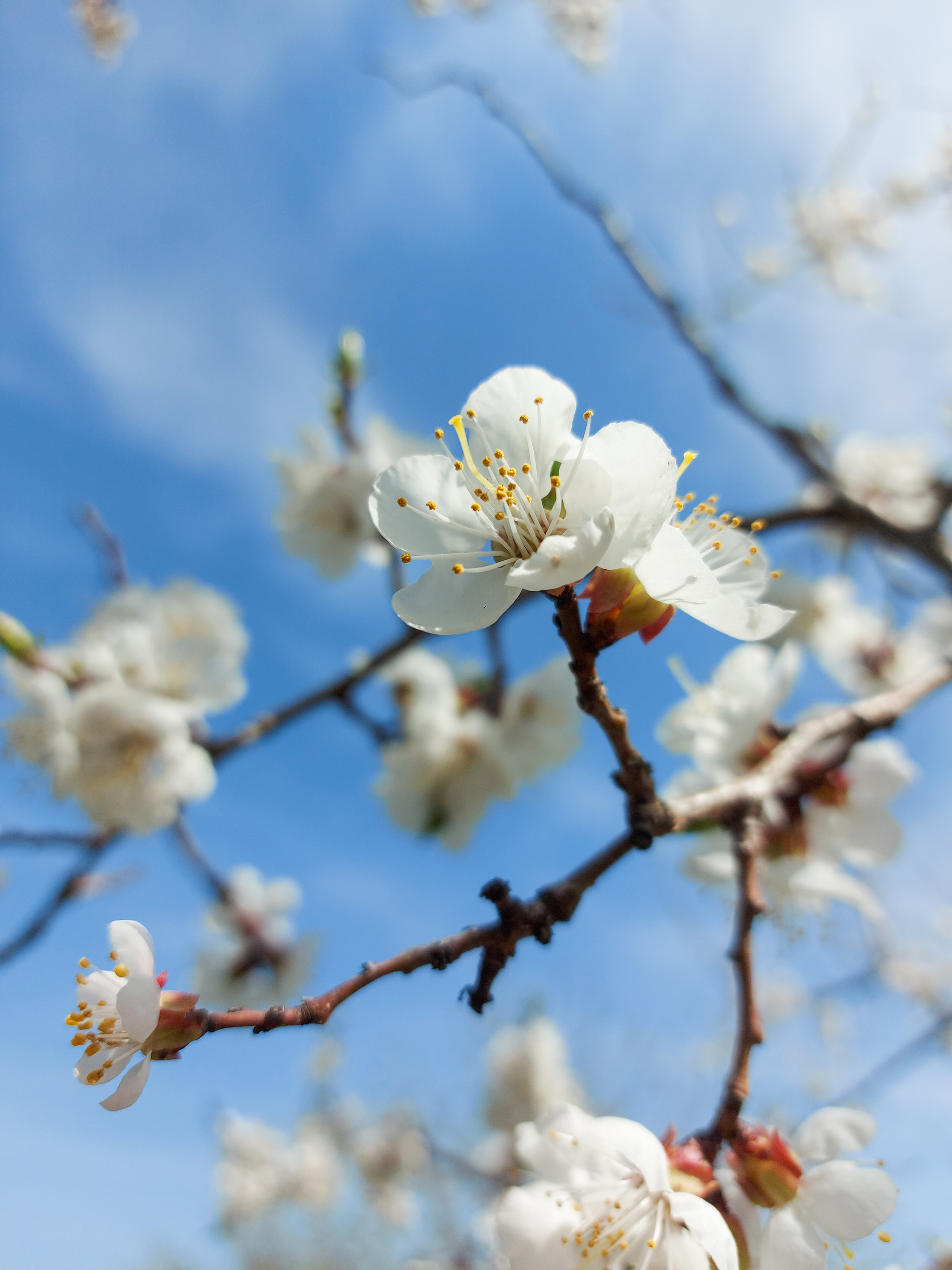 And what if who hasn't seen :) - My, Mobile photography, Cherries, Blooming garden, Apricot, Longpost