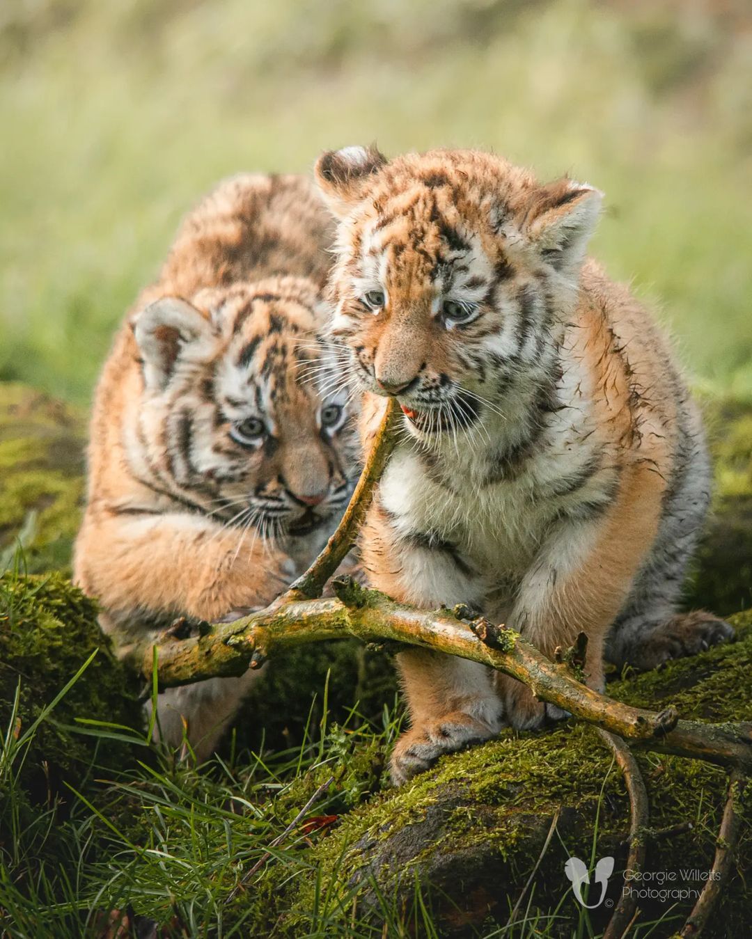 Let me play! - Rare view, Tiger cubs, Tiger, Big cats, Cat family, Predatory animals, Wild animals, Zoo, The photo, Animal games, Branch