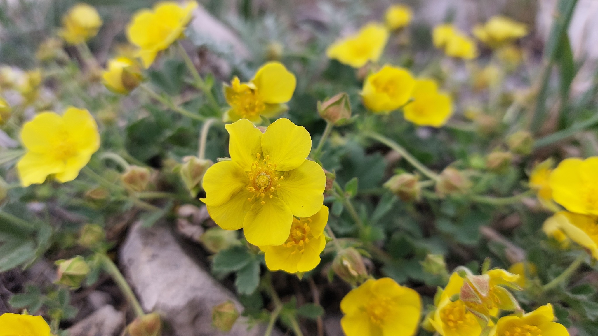 Steppe plants - Nature, Steppe, Flowers, Longpost