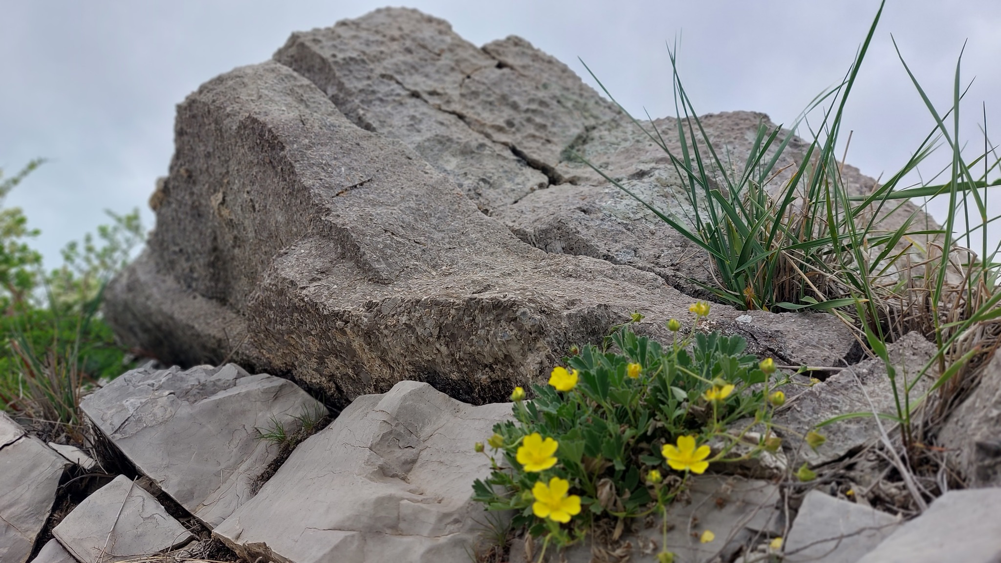 Steppe plants - Nature, Steppe, Flowers, Longpost