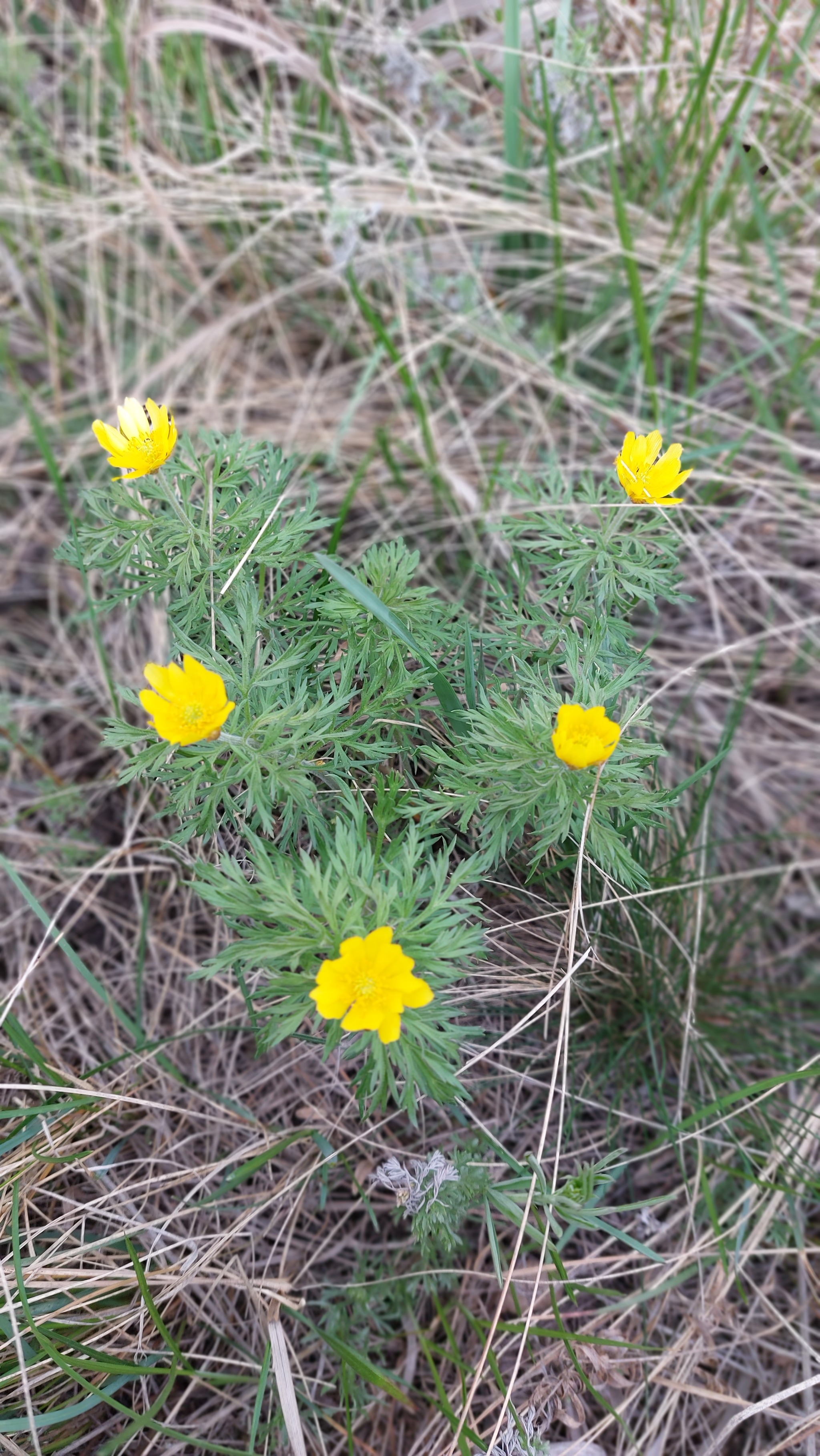 Steppe plants - Nature, Steppe, Flowers, Longpost