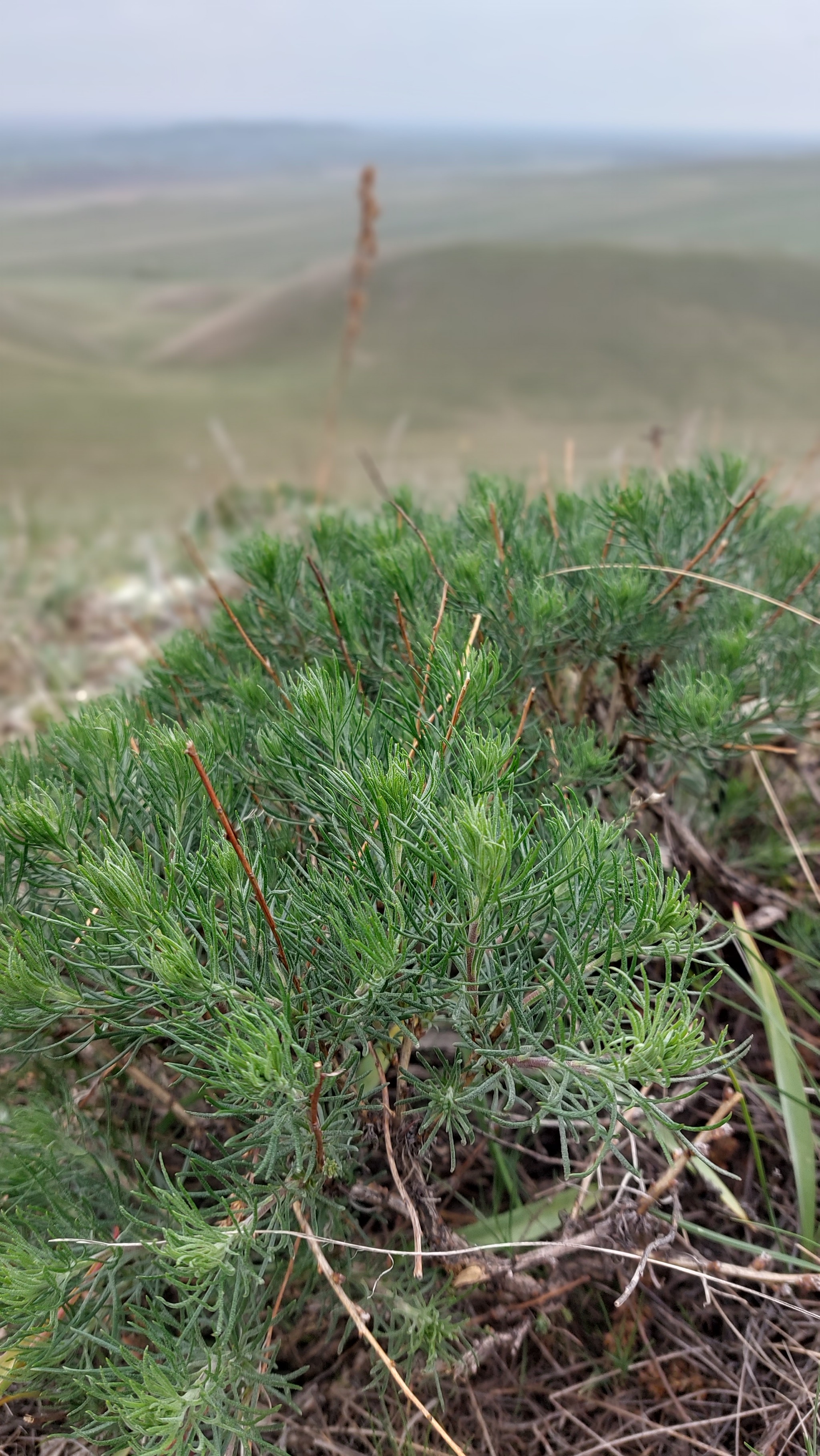 Steppe plants - Nature, Steppe, Flowers, Longpost