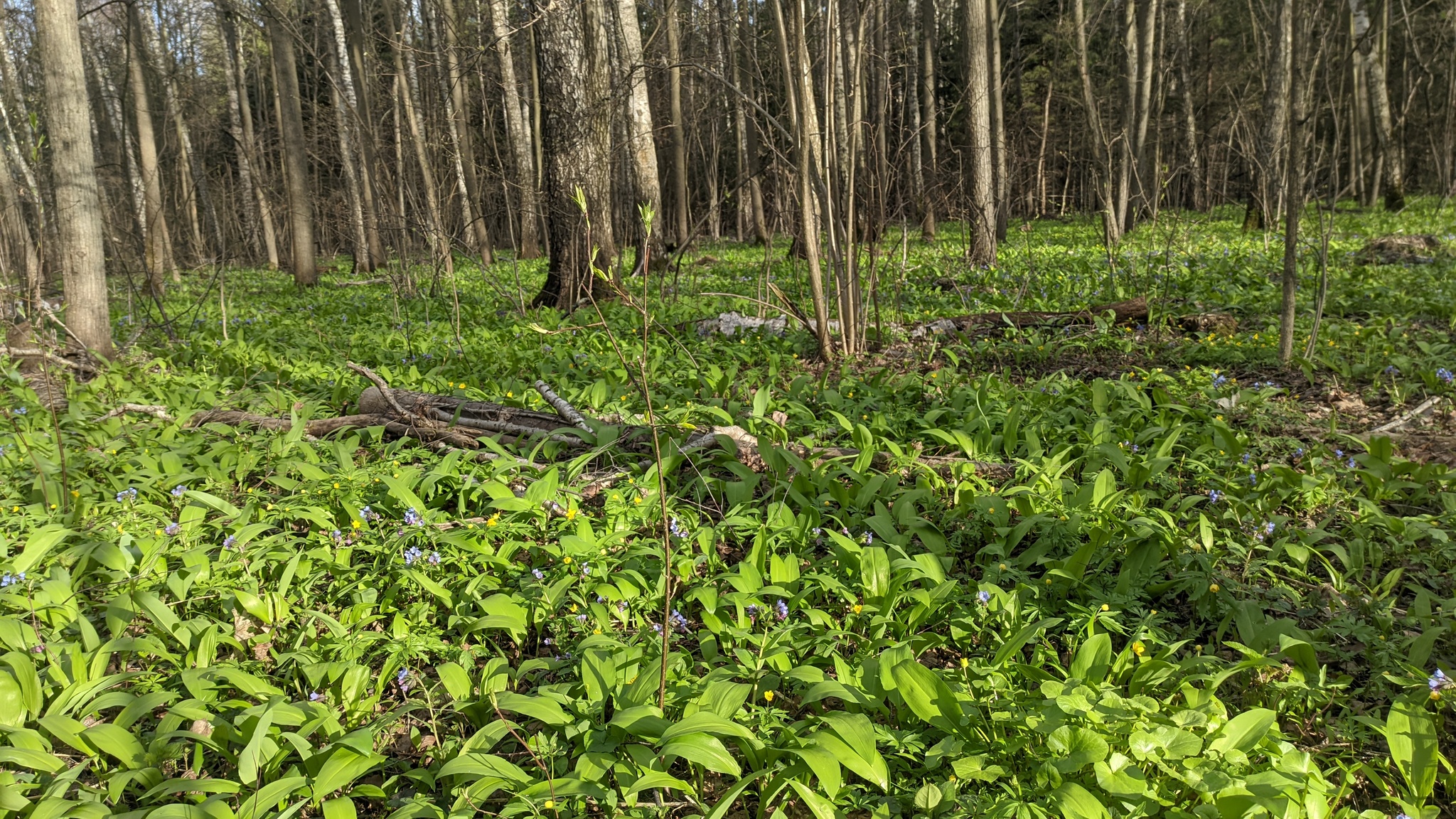 Ramson - My, Ramson, Forest, Vitamins, Plants