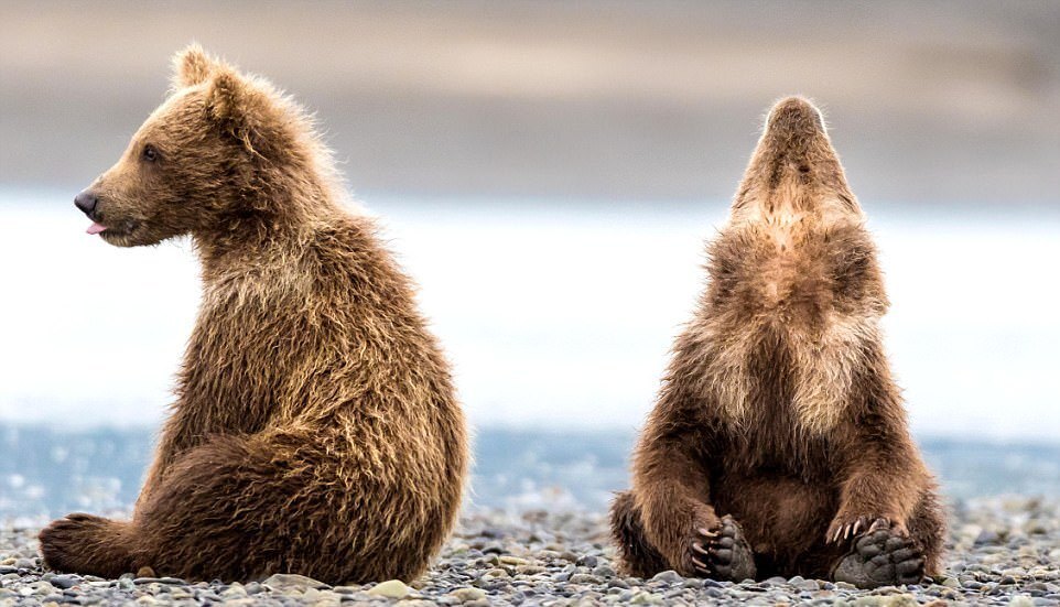 Teddy bears - The photo, The Bears, Wild animals, Brown bears