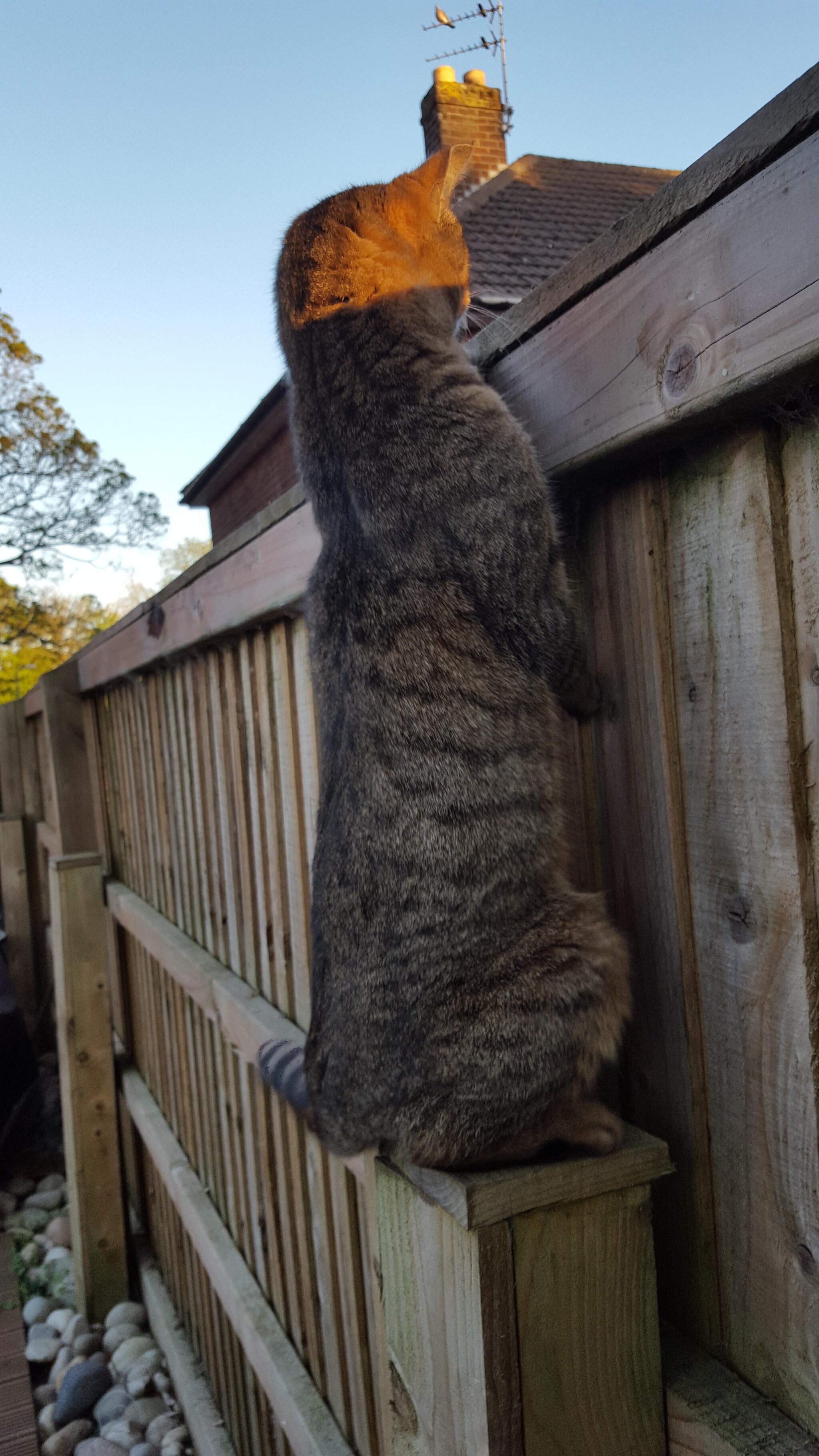 On the Stream - cat, Milota, On the Stirrup