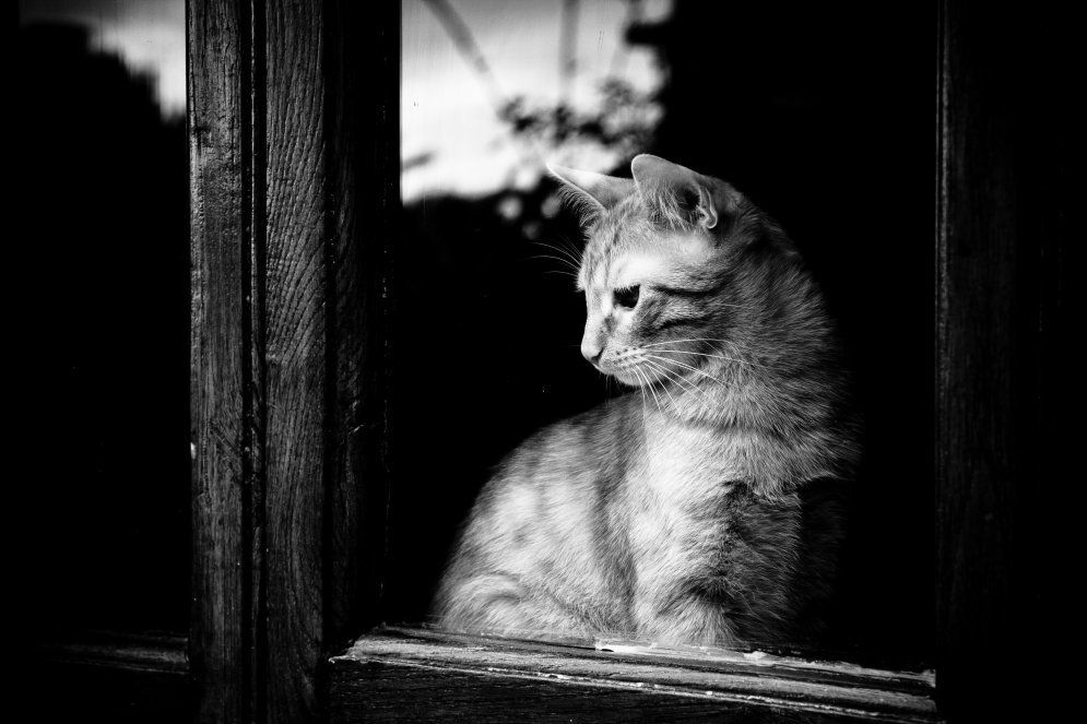 Sad cats waiting for the owner - cat, Master, The photo, Longpost