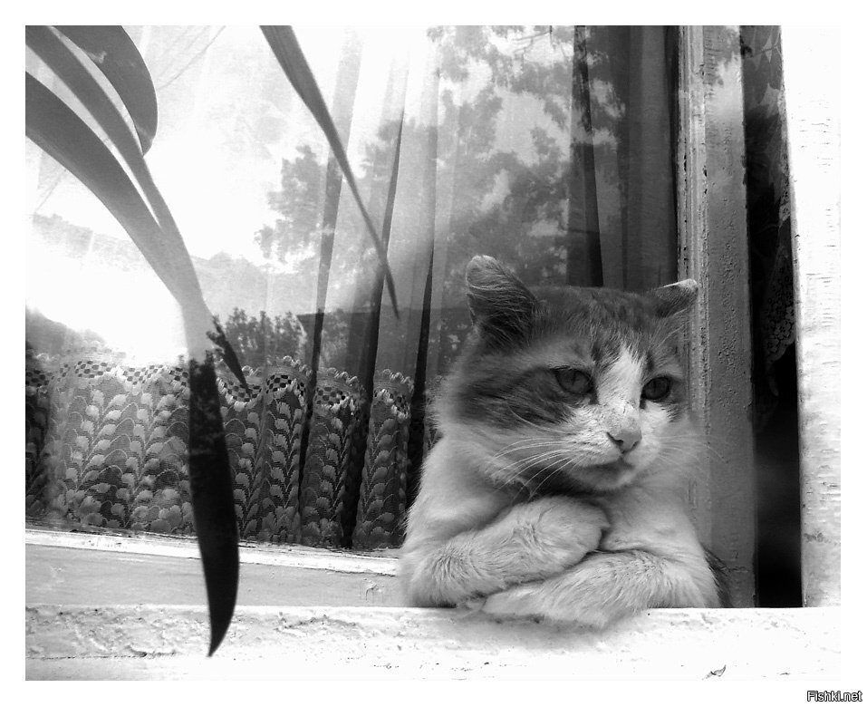 Sad cats waiting for the owner - cat, Master, The photo, Longpost