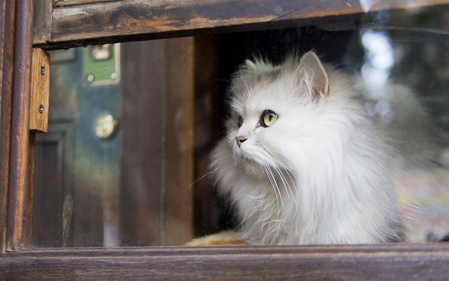 Sad cats waiting for the owner - cat, Master, The photo, Longpost