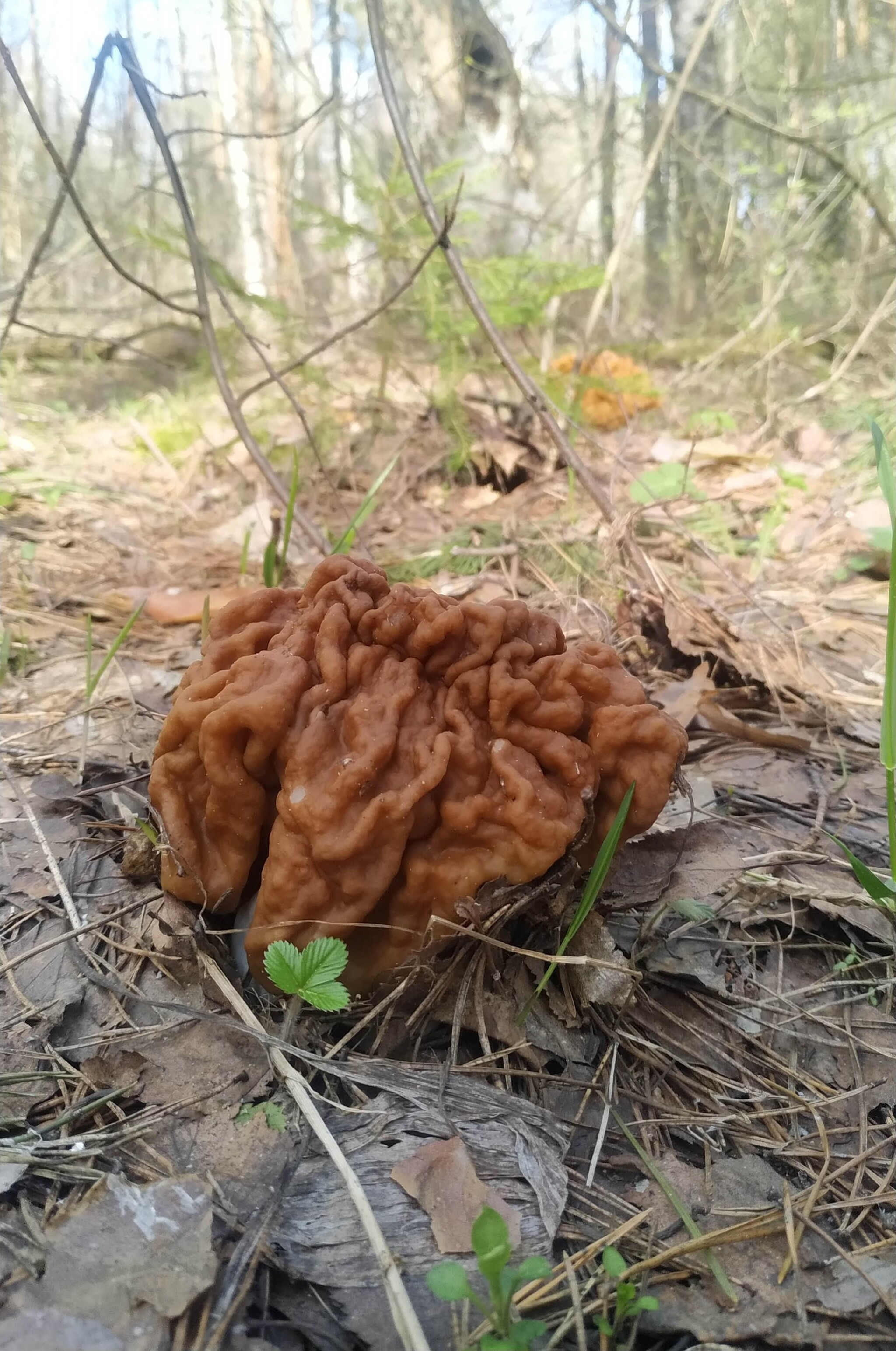 Весенние грибы Касимовского района - Моё, Грибы, Сморчки, Строчок, Рязанская область, Весна, Лес, Длиннопост