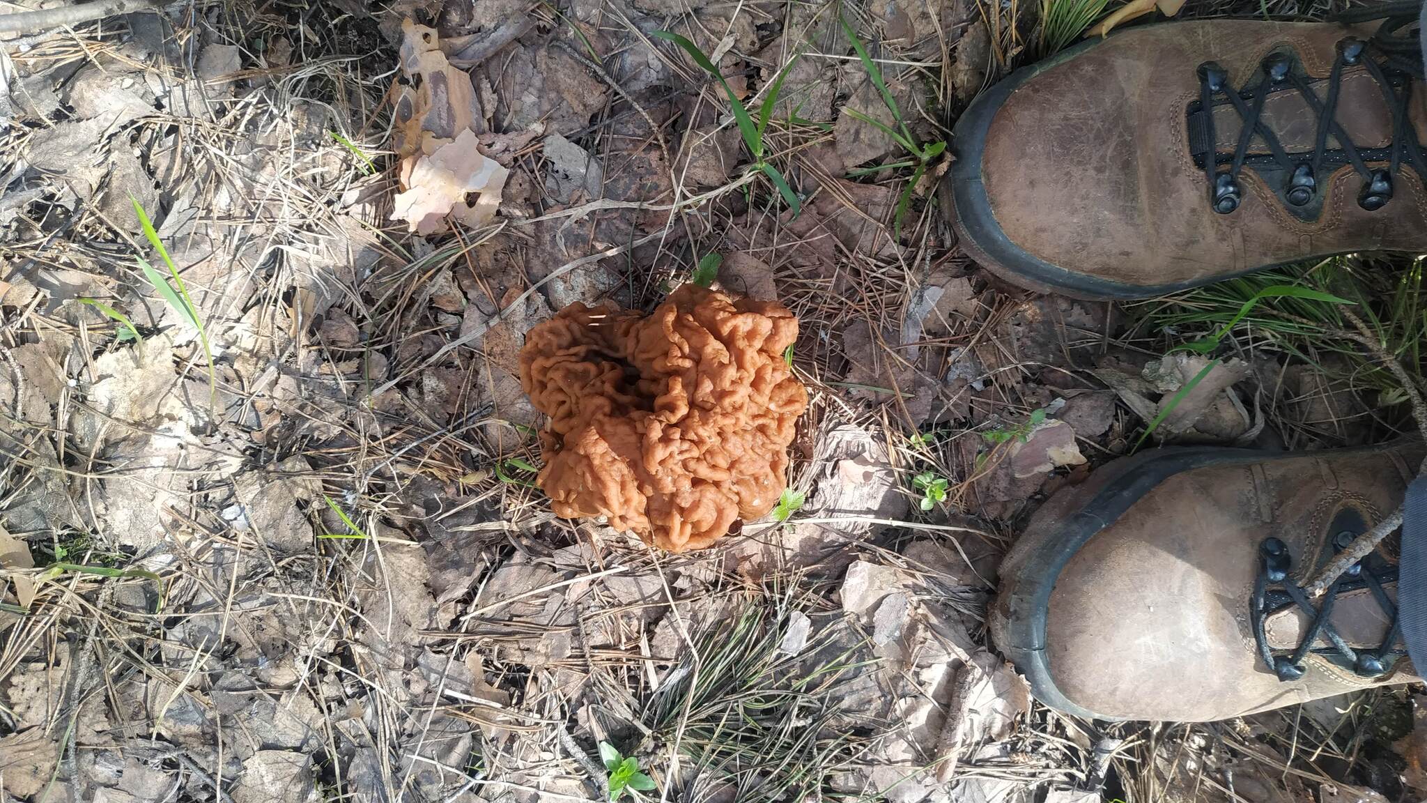 Spring mushrooms of Kasimovsky district - My, Mushrooms, Morels, Stitch, Ryazan Oblast, Spring, Forest, Longpost