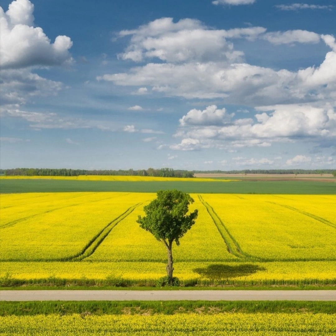 Blooming rapeseed, Kaliningrad region - Kaliningrad region, The photo, beauty, Nature, beauty of nature, Colza