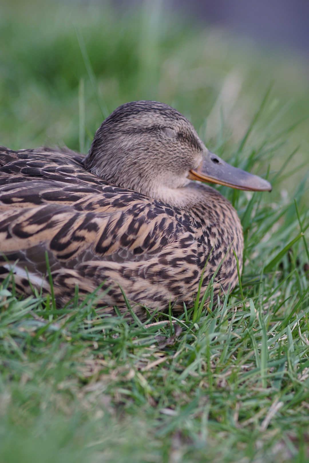 Uh - My, Duck, beauty, Animals, Beginning photographer