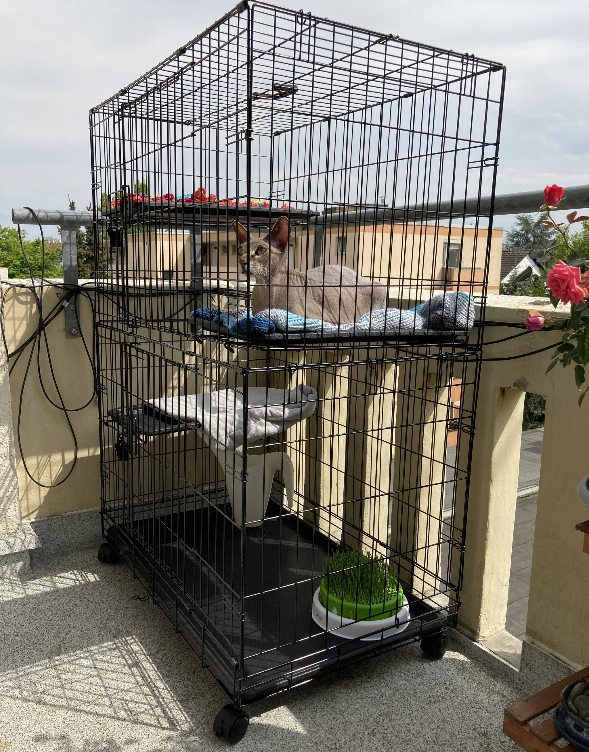 How we bought an aviary for a cat - My, cat, Sphinx, Balcony, Delivery, The photo, Don Sphynx, Text, Longpost