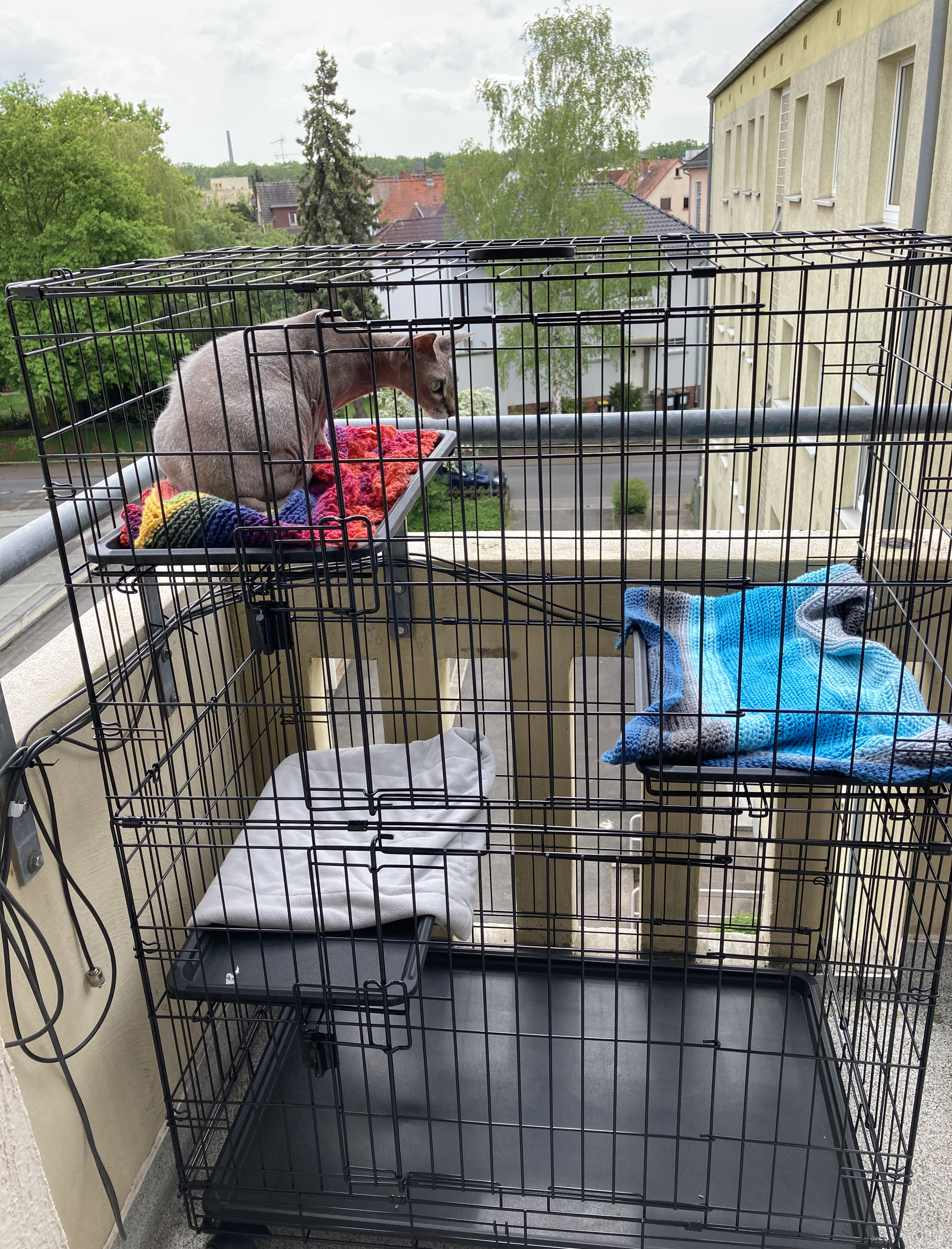 How we bought an aviary for a cat - My, cat, Sphinx, Balcony, Delivery, The photo, Don Sphynx, Text, Longpost