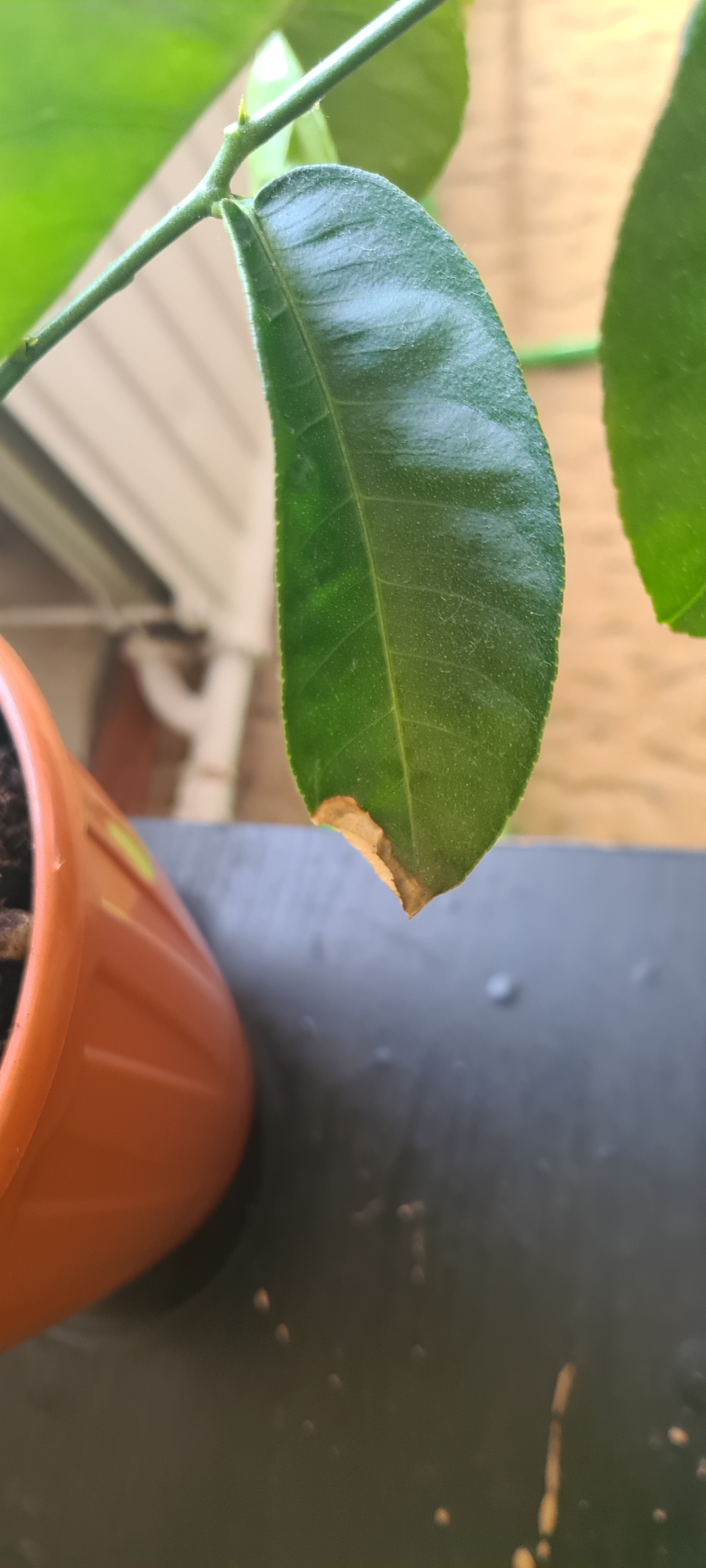 How to save a lemon? Need help! - My, Lemon, Houseplants, Need advice, Longpost