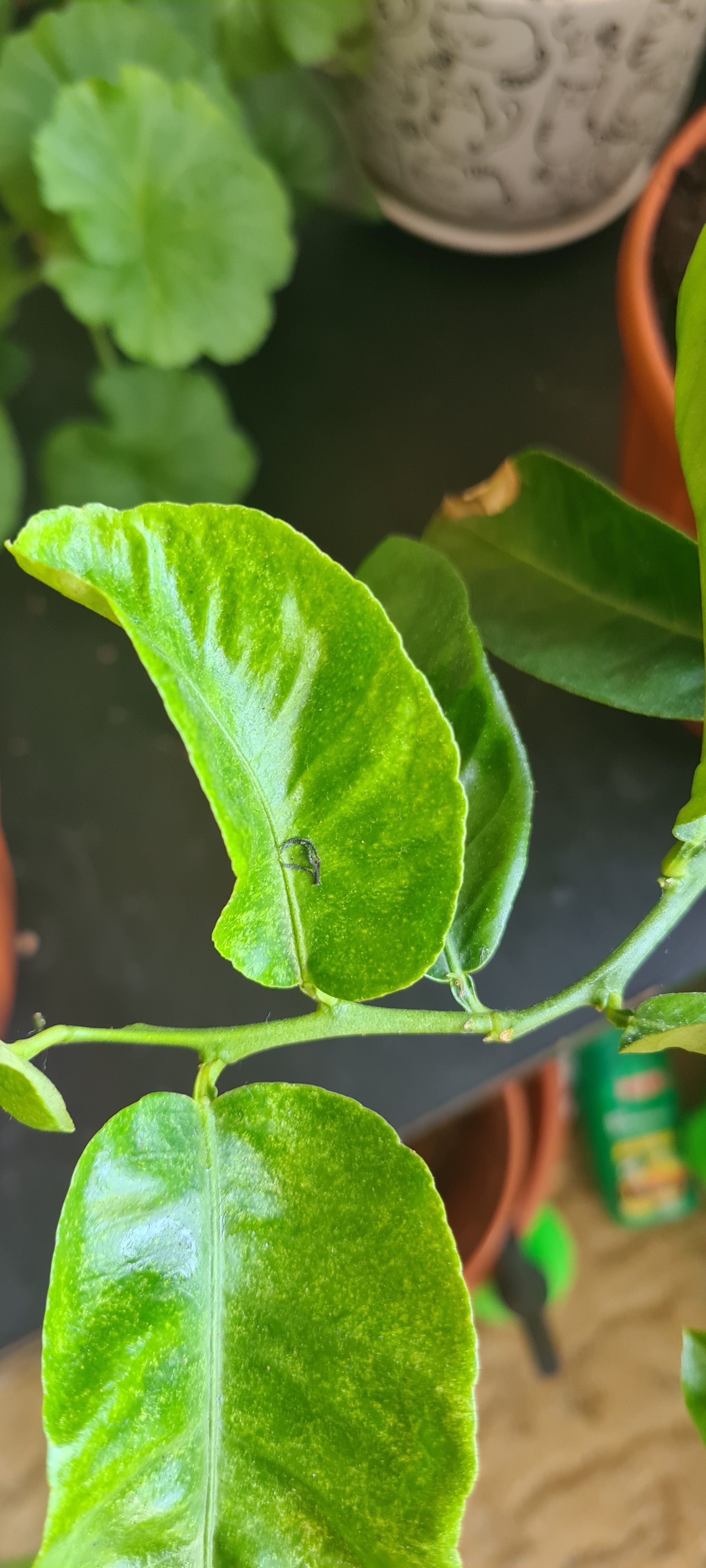 How to save a lemon? Need help! - My, Lemon, Houseplants, Need advice, Longpost