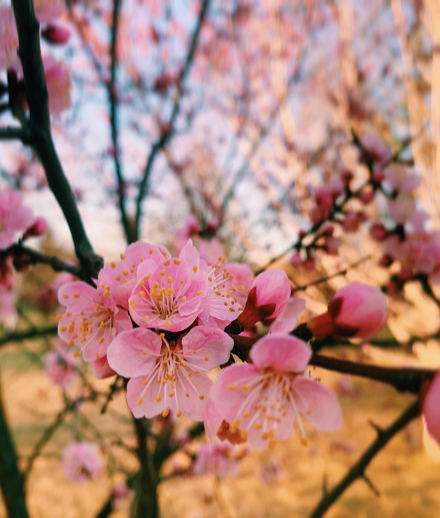 Long-awaited flowering - My, Bloom, Mobile photography, Spring, beauty, Longpost