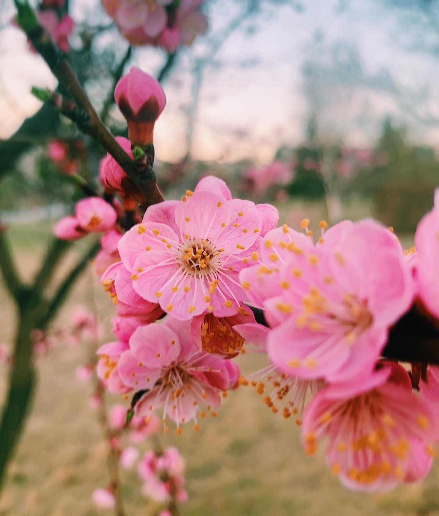 Long-awaited flowering - My, Bloom, Mobile photography, Spring, beauty, Longpost