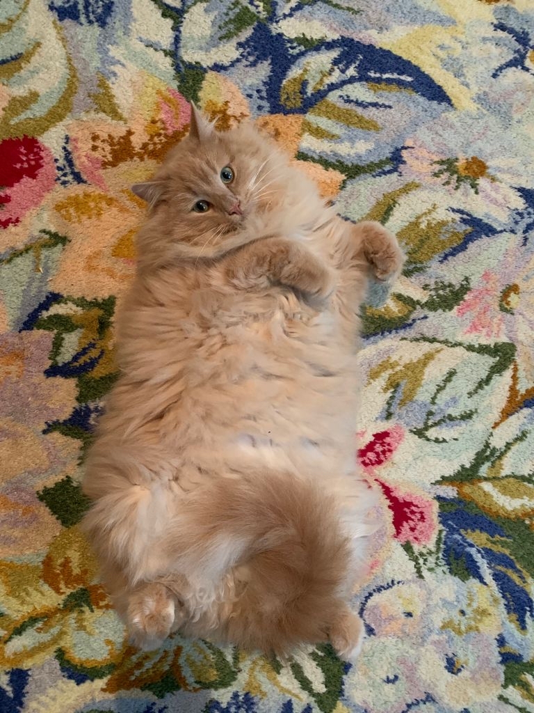 Cat. James the Cat - My, cat, Beautiful, Longpost, Pets, Belly, Fluffy, Redheads