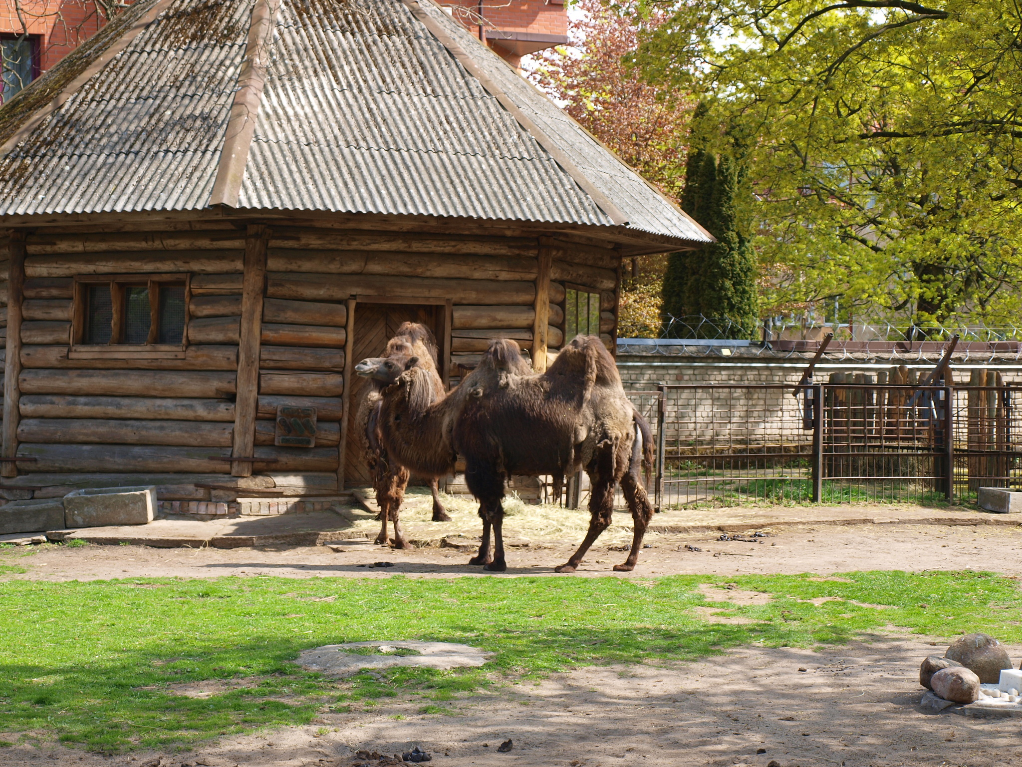 Калининградский зоопарк - Моё, Калининград, Калининградский зоопарк, Фотография, Животные, Прогулка, Длиннопост