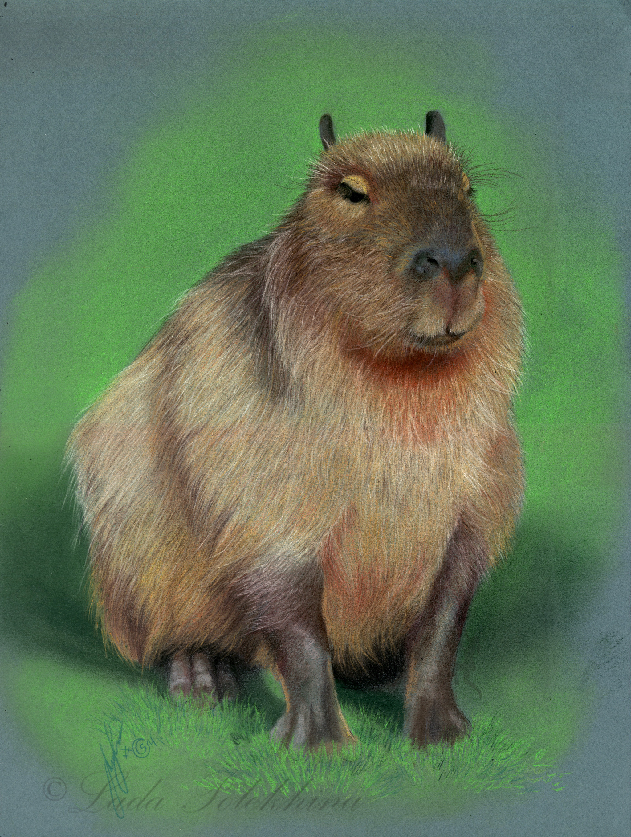 Pastel drawing.  Capybara from the Moscow Zoo - My, Drawing, Capybara, Moscow Zoo, Animals, Pastel, Dry pastel, Zoo, Wild animals, Graphics