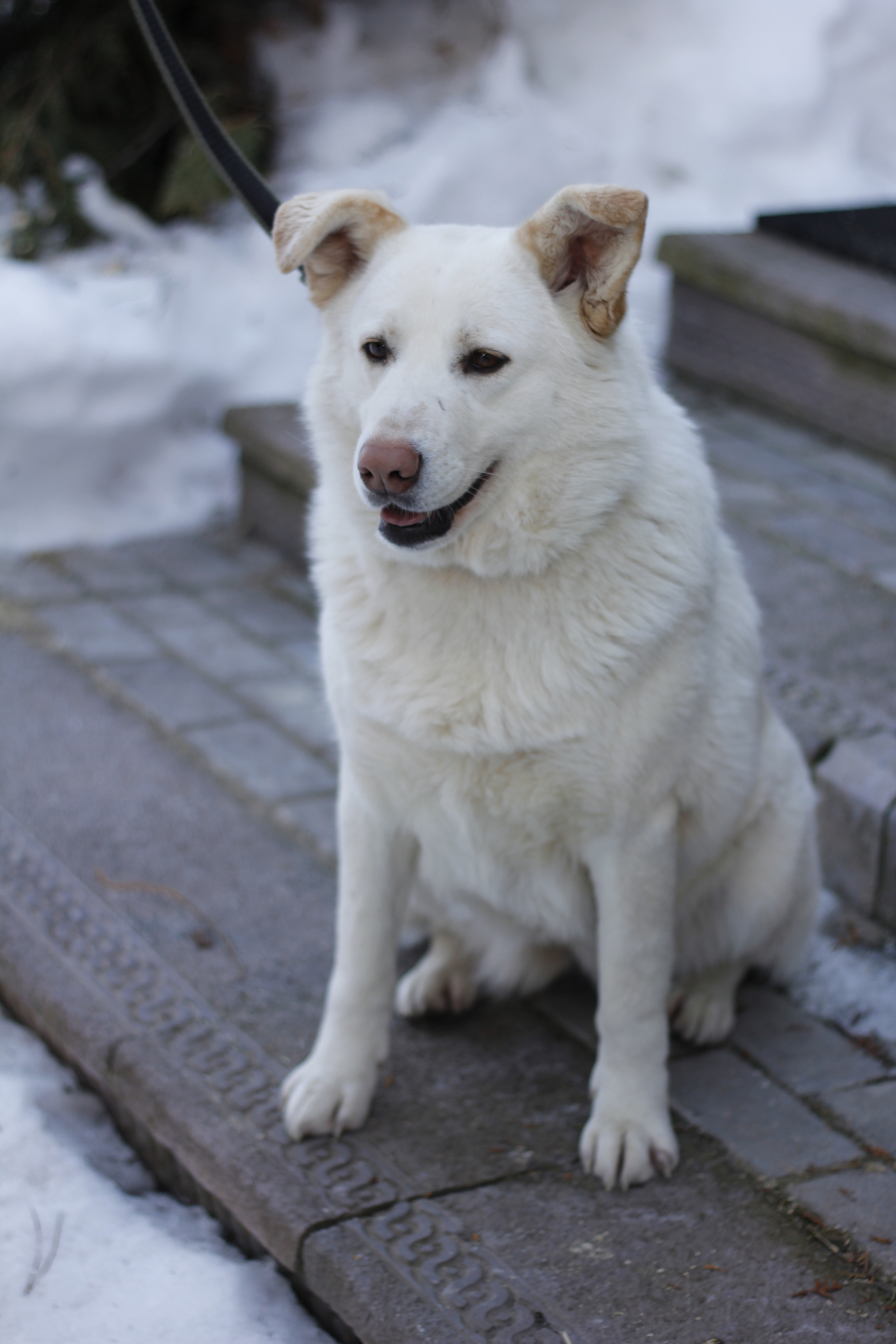 Gretta is looking for a house Moscow, Podolsk and Moscow region - My, Homeless animals, Dog, In good hands, Volunteering, Animal shelter, Shelter, Help, Longpost, No rating
