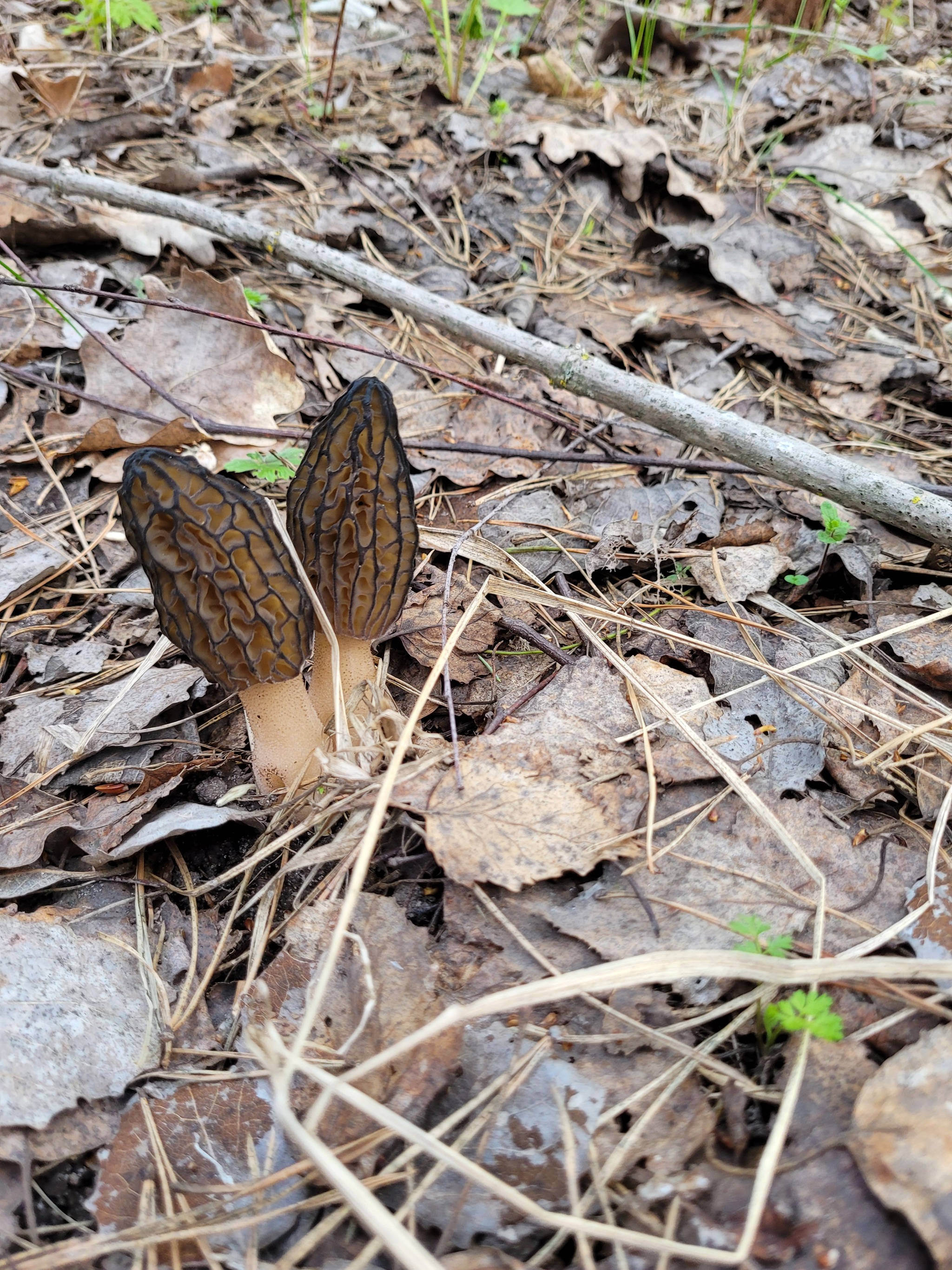 Race for the standings, morels 2022 - My, Mushrooms, Spring, Lipetsk region, Morels, Mushroom pickers, Walk, Longpost