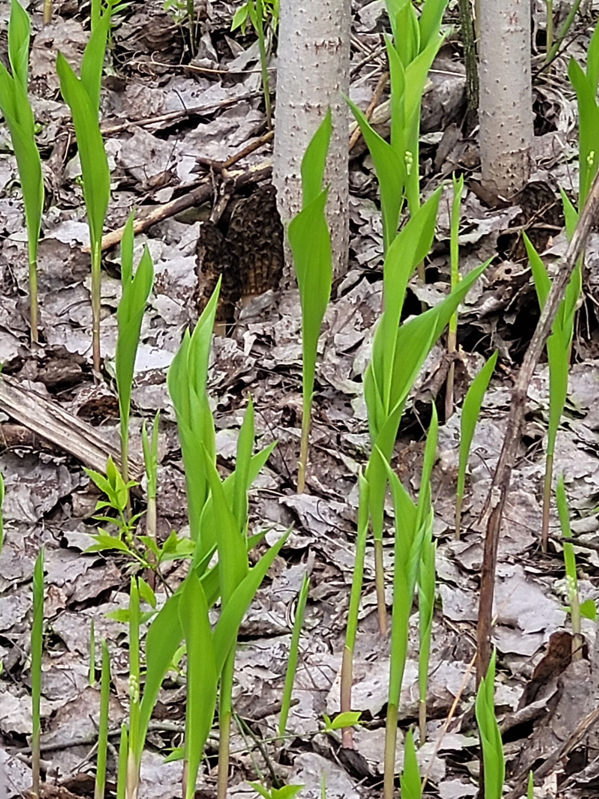 Race for the standings, morels 2022 - My, Mushrooms, Spring, Lipetsk region, Morels, Mushroom pickers, Walk, Longpost