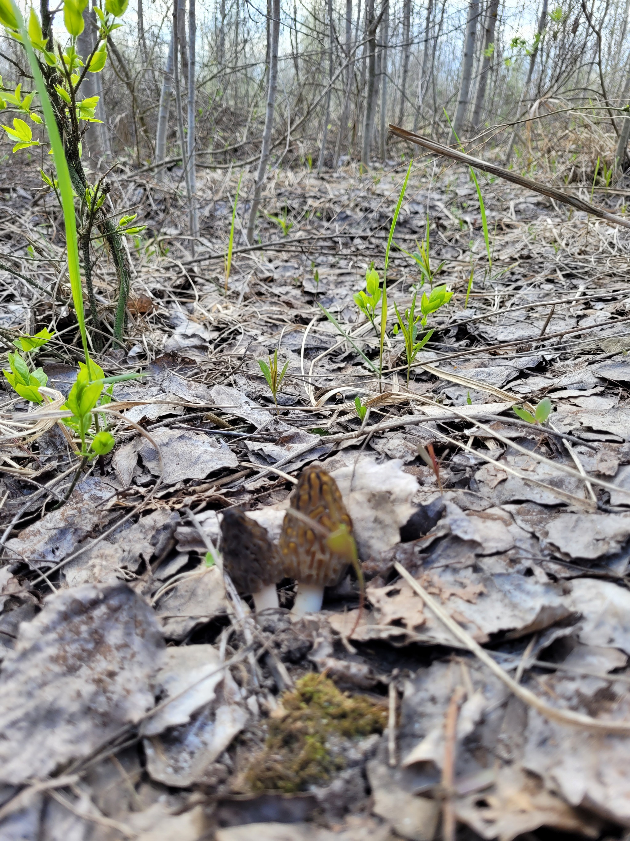 Race for the standings, morels 2022 - My, Mushrooms, Spring, Lipetsk region, Morels, Mushroom pickers, Walk, Longpost