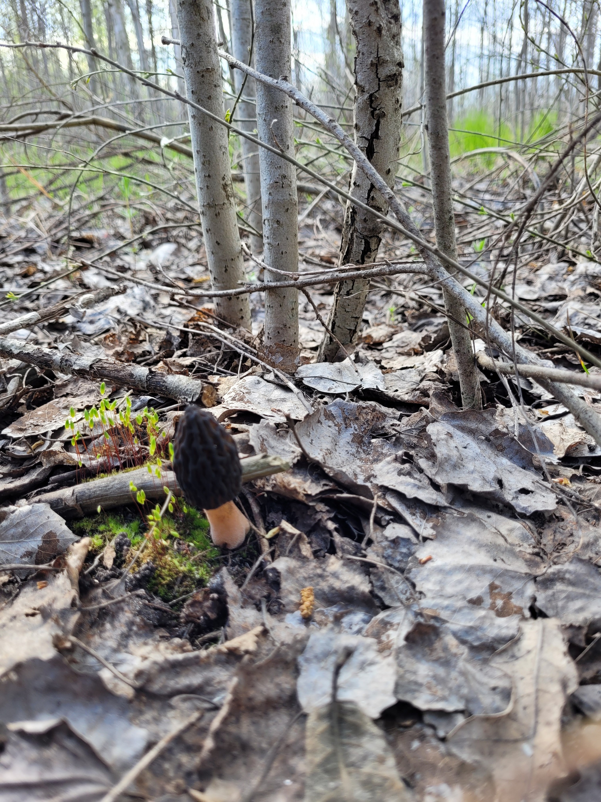 Race for the standings, morels 2022 - My, Mushrooms, Spring, Lipetsk region, Morels, Mushroom pickers, Walk, Longpost