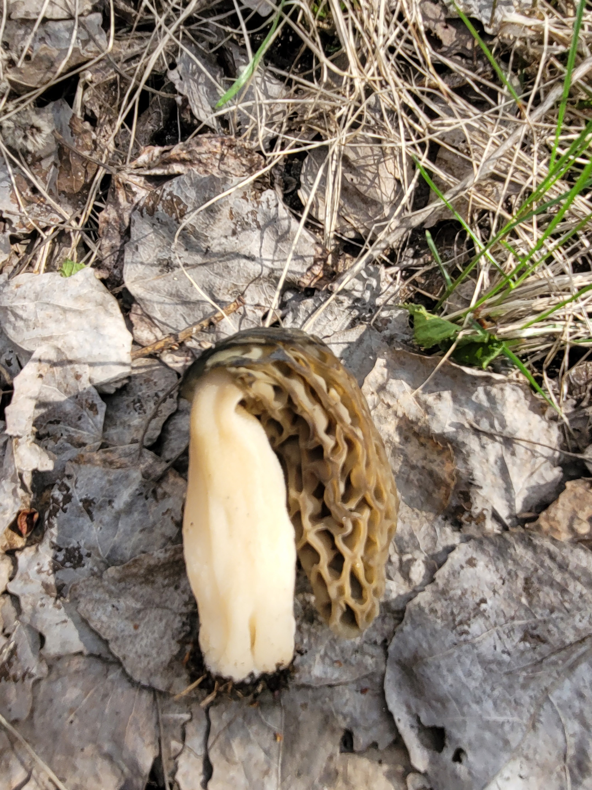 Race for the standings, morels 2022 - My, Mushrooms, Spring, Lipetsk region, Morels, Mushroom pickers, Walk, Longpost