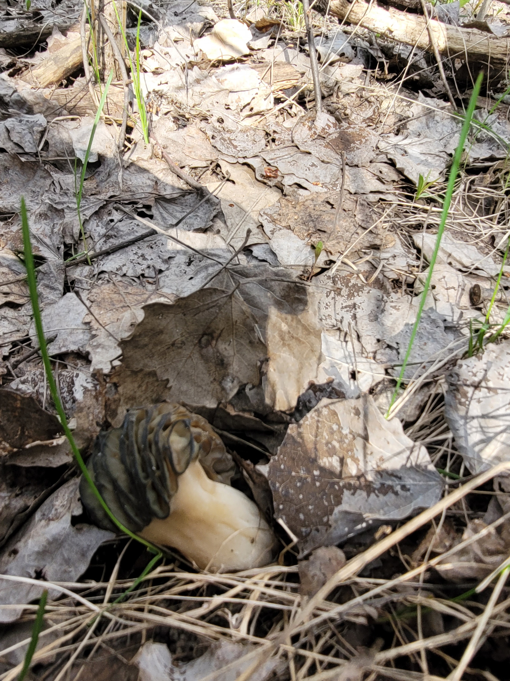 Race for the standings, morels 2022 - My, Mushrooms, Spring, Lipetsk region, Morels, Mushroom pickers, Walk, Longpost