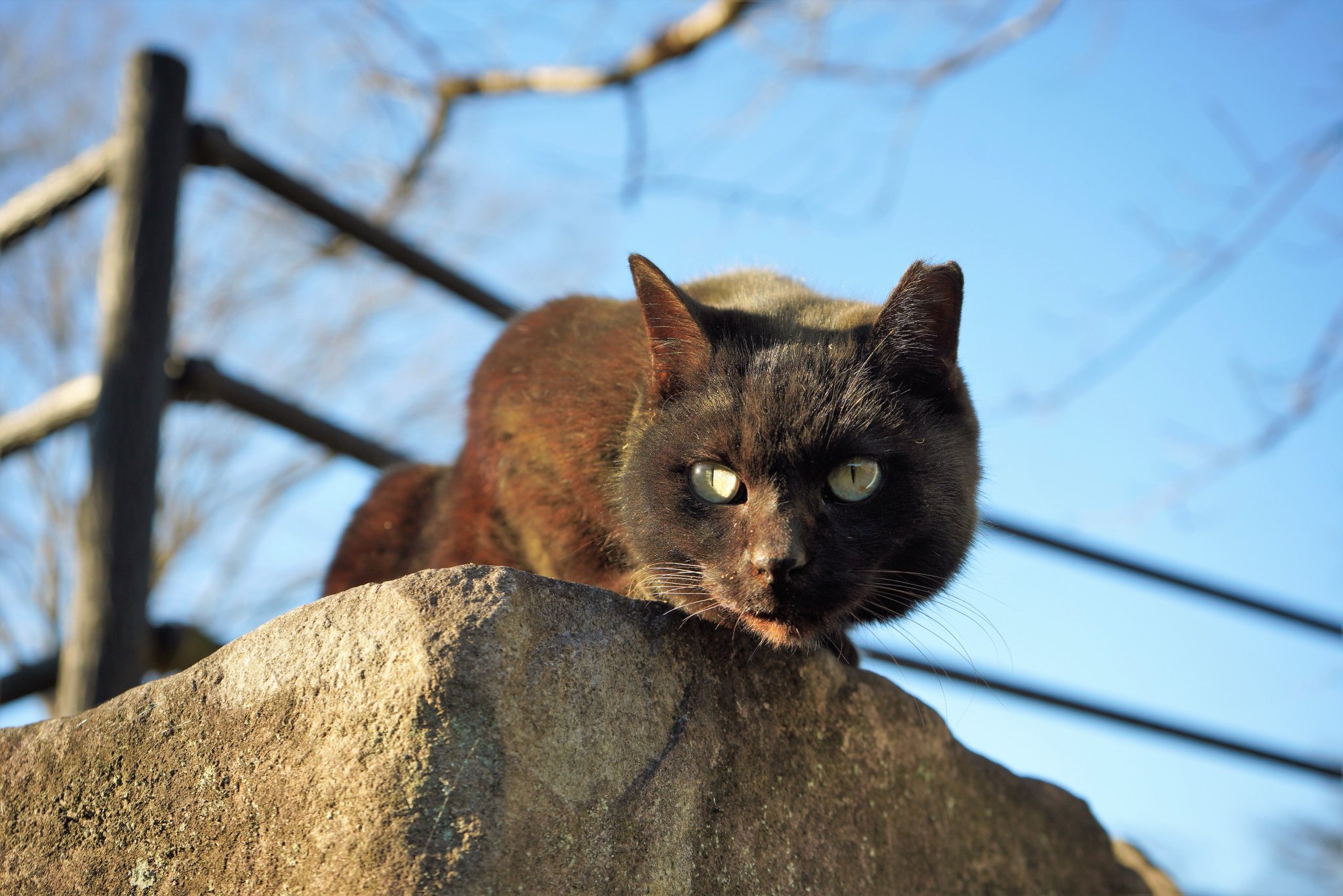 Black Kote - cat, Twitter, Sight