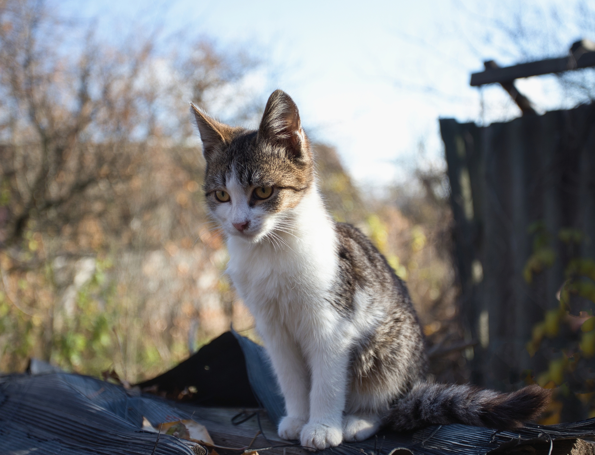 Lucy - My, cat, Pets, The photo, Kharkov