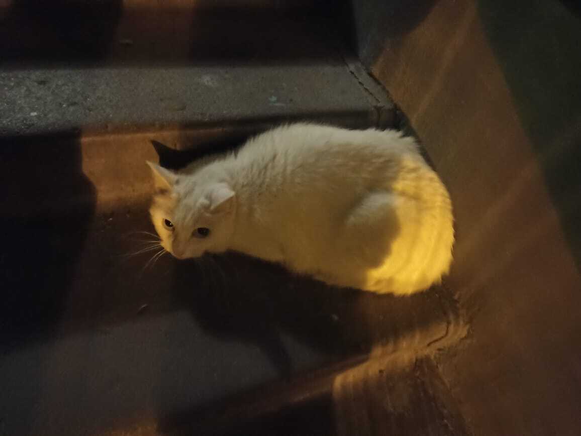 Found a cat! LOOKING FOR OWNERS! - My, Lost, Animal Rescue, Helping animals, Homeless animals, Animal shelter, In good hands, No rating, cat, Found a cat