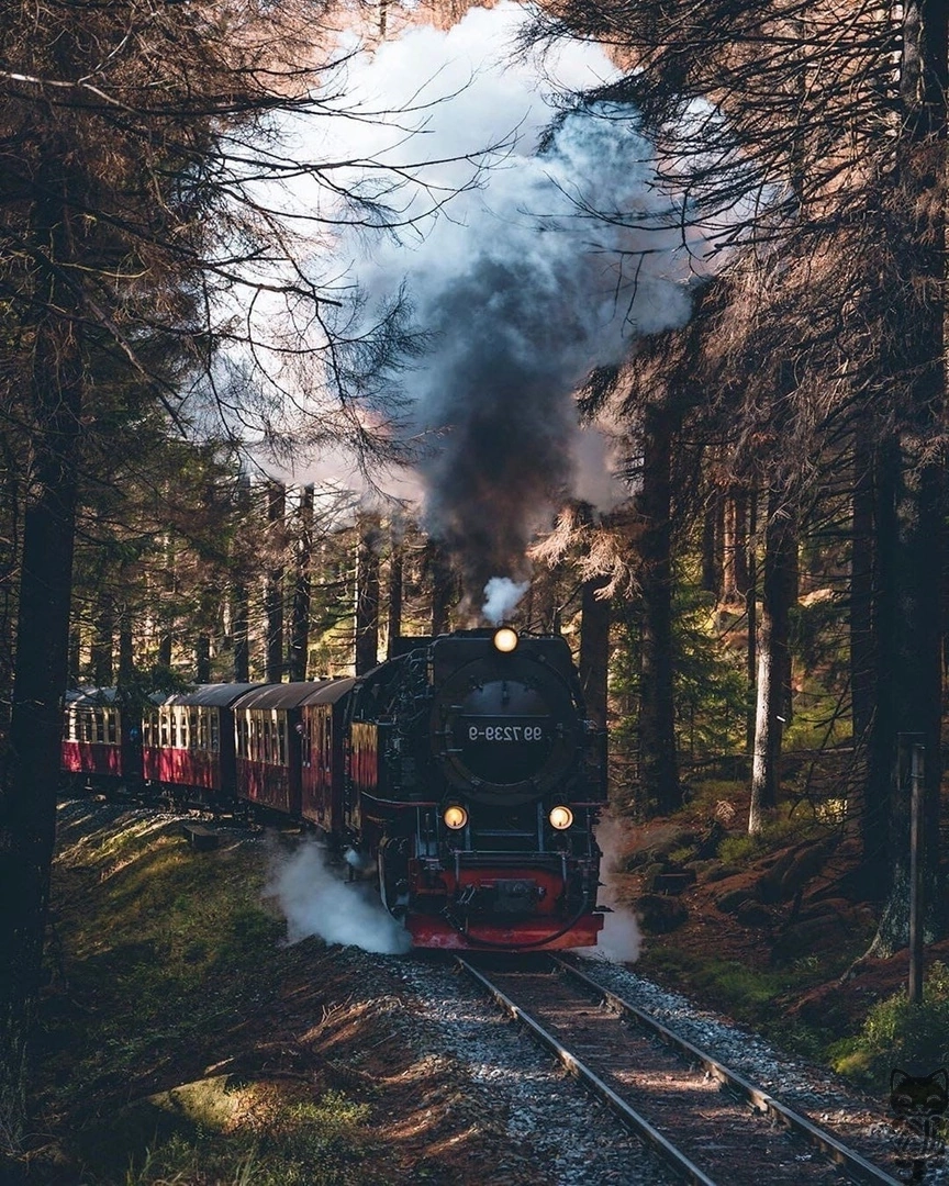 Here's the shot. - Locomotive, Forest, Chug-chukh, The photo