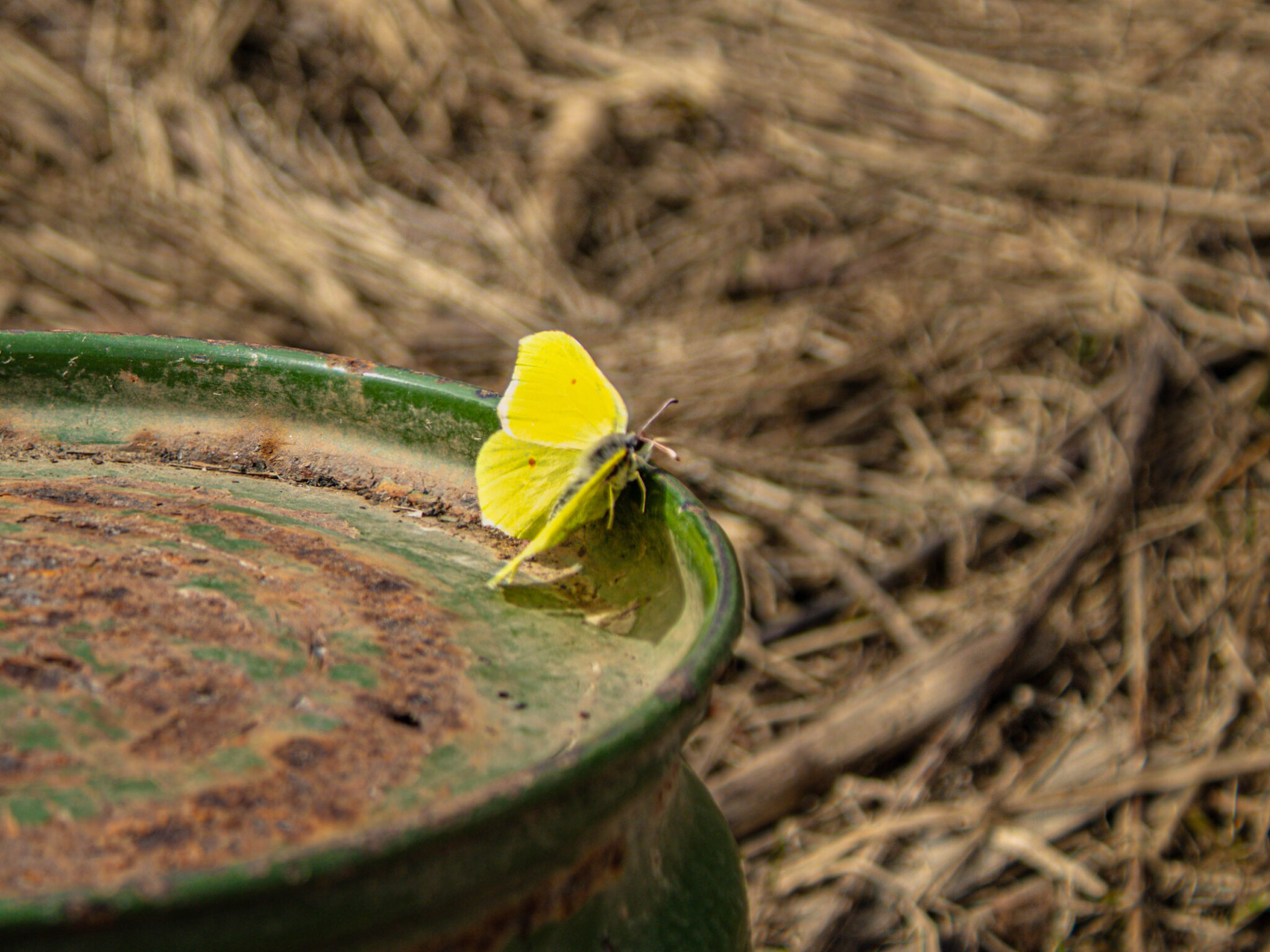 Lemongrass - My, The photo, Lemongrass, Butterfly, Canon