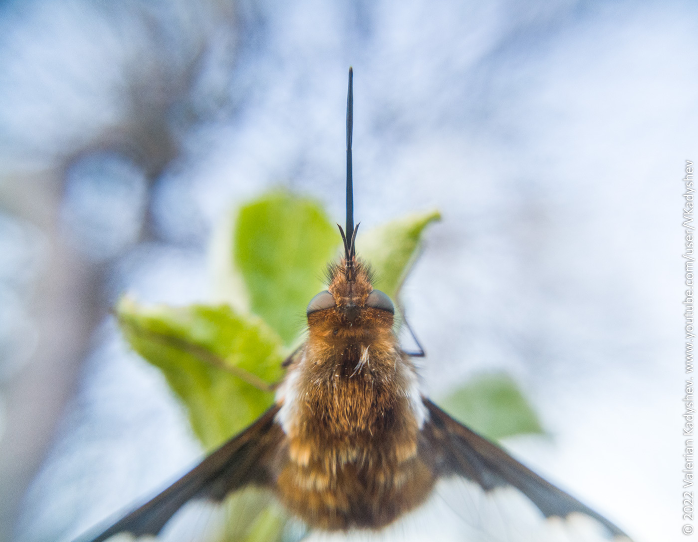 Buzzing aka Bombyliidae - My, The photo, Nature, Insects, Macro photography, I want criticism, Xiaomi Redmi Note 11, Dacha, Video, Youtube, Longpost