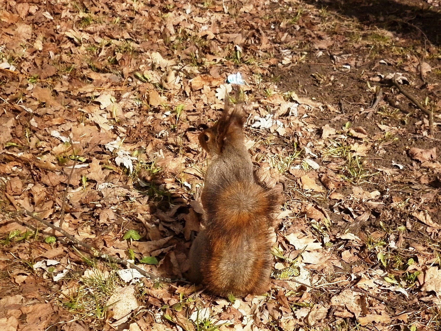 Photo walk. The Way to the Squirrel's Heart - My, The photo, Text, Squirrel, Wild animals, Rodents, Funny, Humor, Longpost