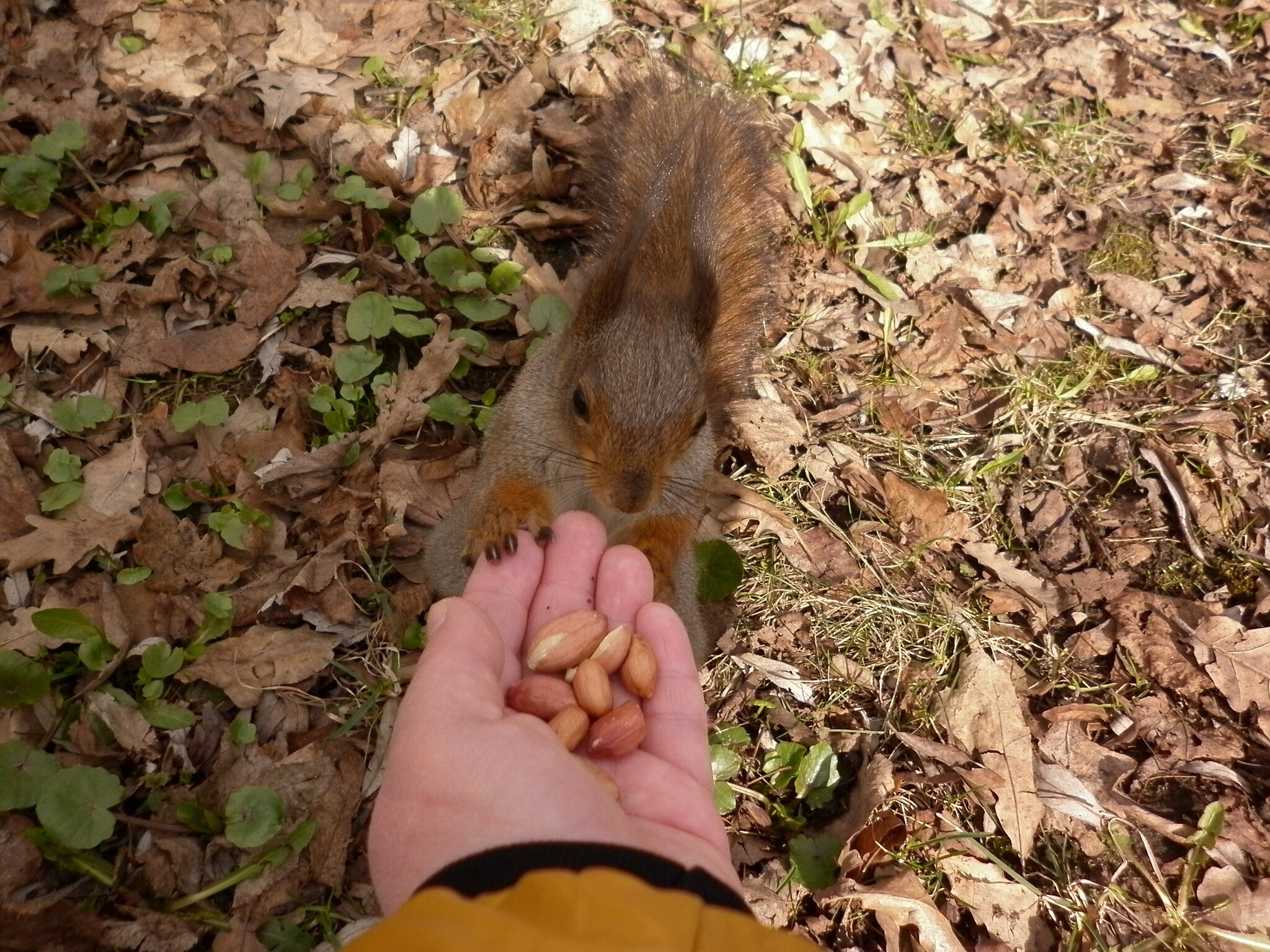 Photo walk. The Way to the Squirrel's Heart - My, The photo, Text, Squirrel, Wild animals, Rodents, Funny, Humor, Longpost