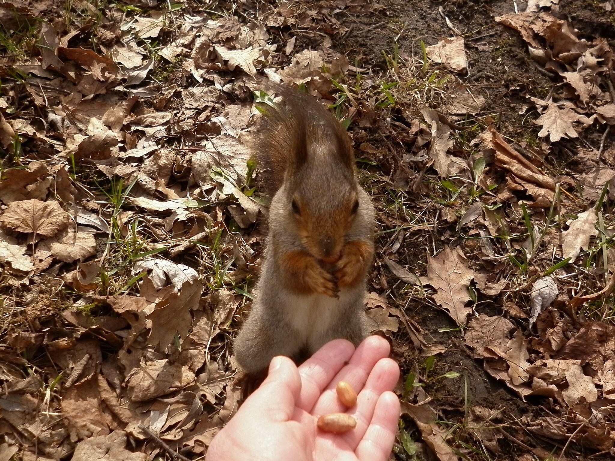 Photo walk. The Way to the Squirrel's Heart - My, The photo, Text, Squirrel, Wild animals, Rodents, Funny, Humor, Longpost