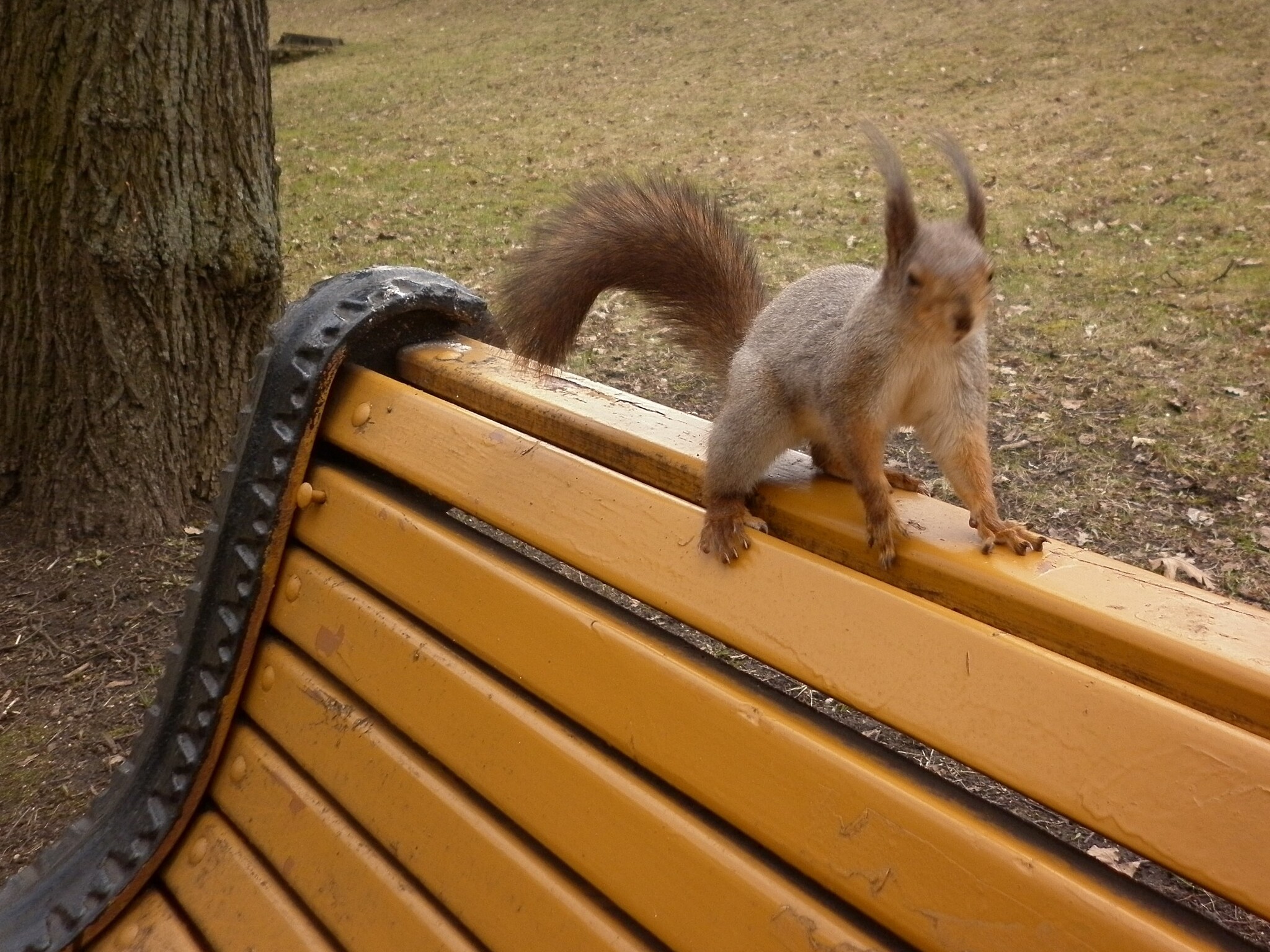 Photo walk. The Way to the Squirrel's Heart - My, The photo, Text, Squirrel, Wild animals, Rodents, Funny, Humor, Longpost