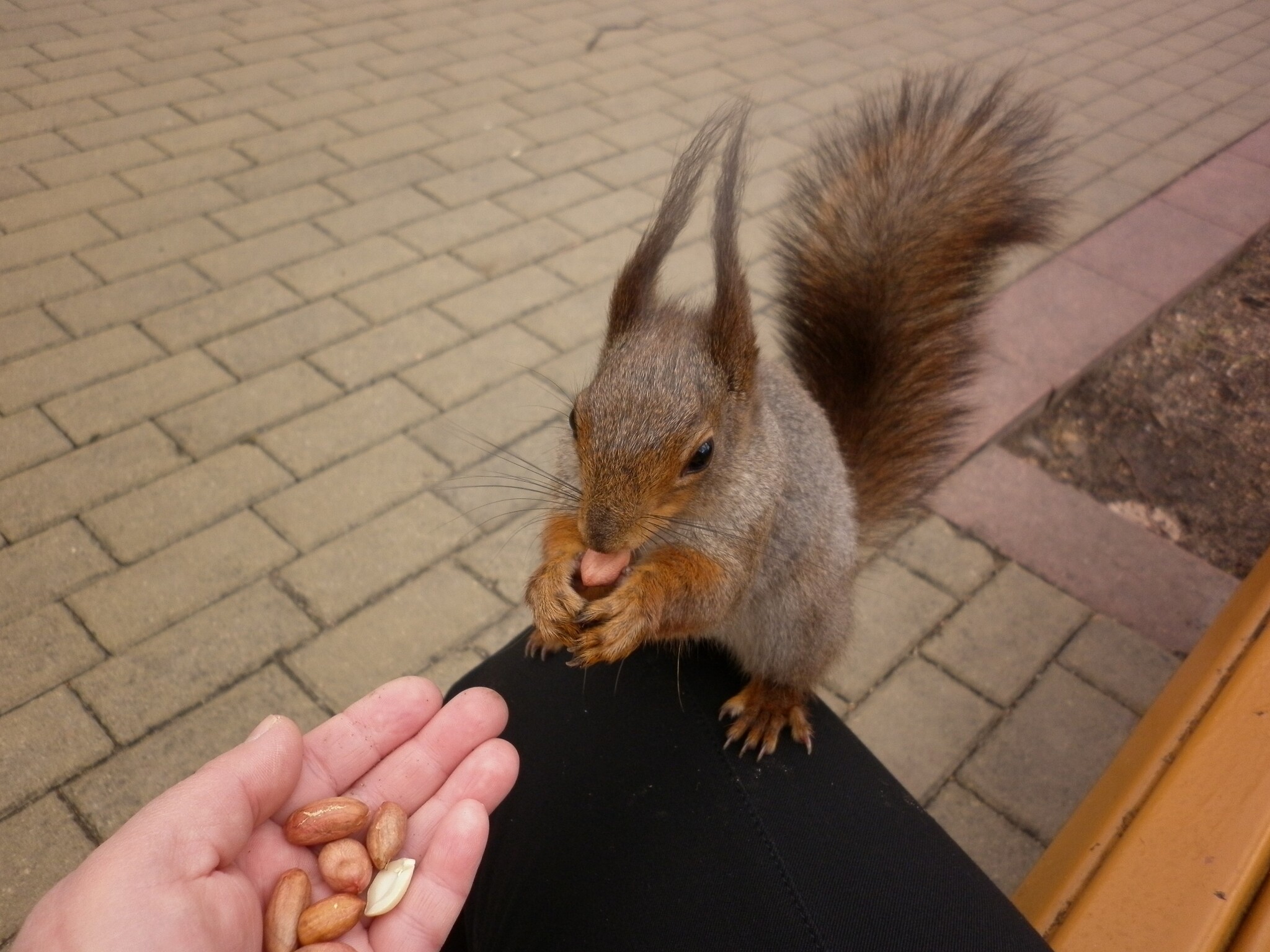 Photo walk. The Way to the Squirrel's Heart - My, The photo, Text, Squirrel, Wild animals, Rodents, Funny, Humor, Longpost