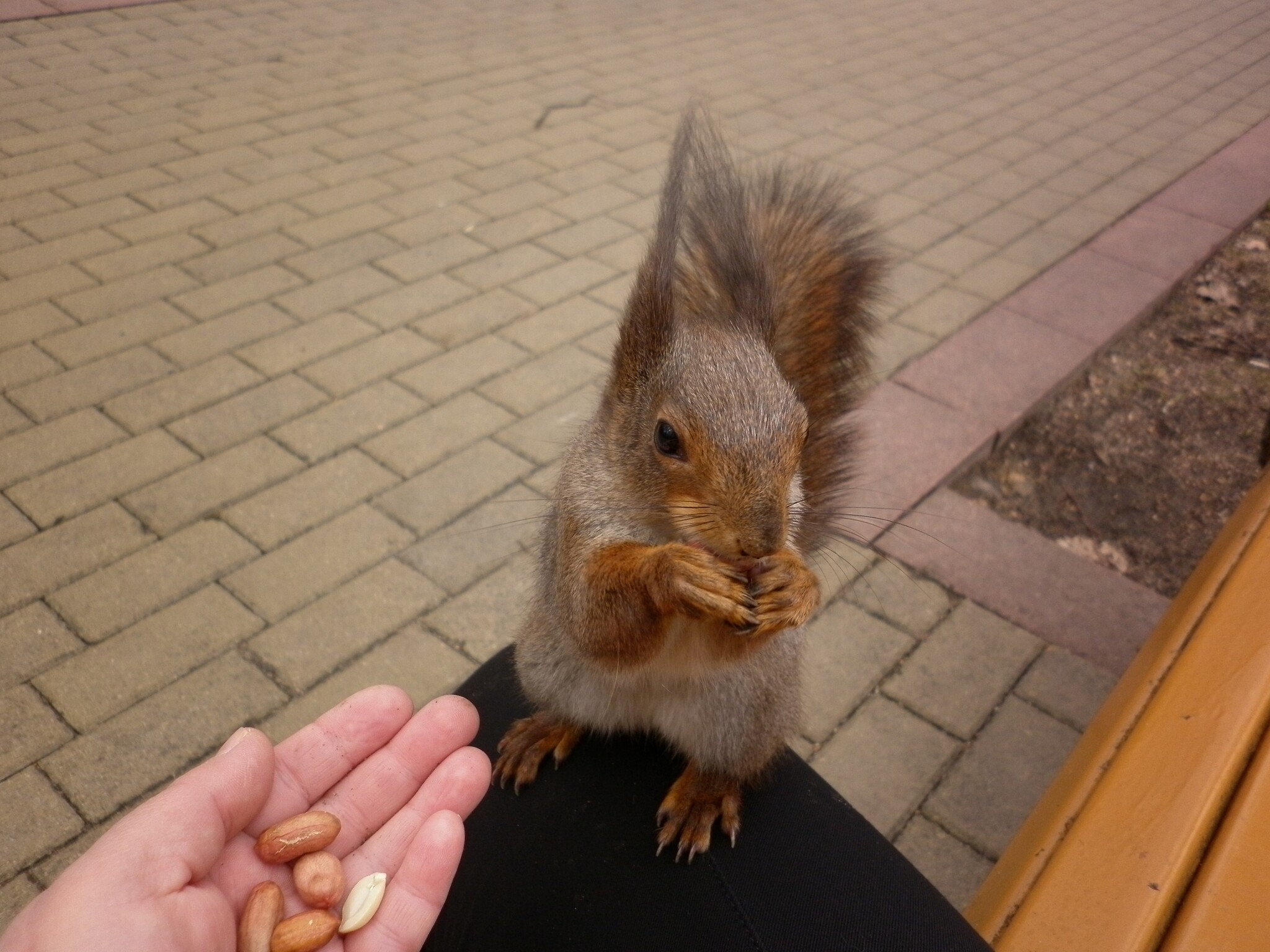 Photo walk. The Way to the Squirrel's Heart - My, The photo, Text, Squirrel, Wild animals, Rodents, Funny, Humor, Longpost