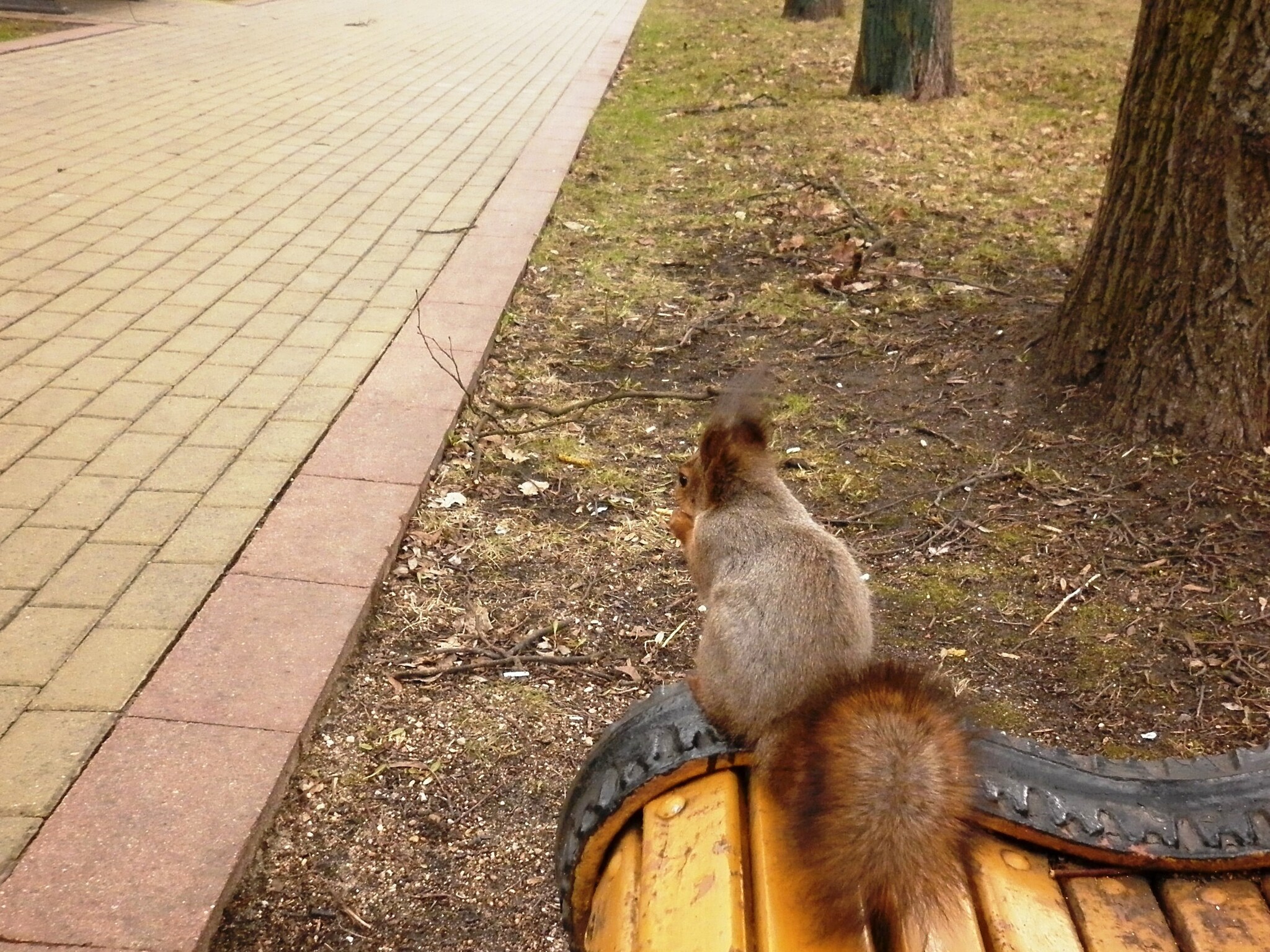 Photo walk. The Way to the Squirrel's Heart - My, The photo, Text, Squirrel, Wild animals, Rodents, Funny, Humor, Longpost