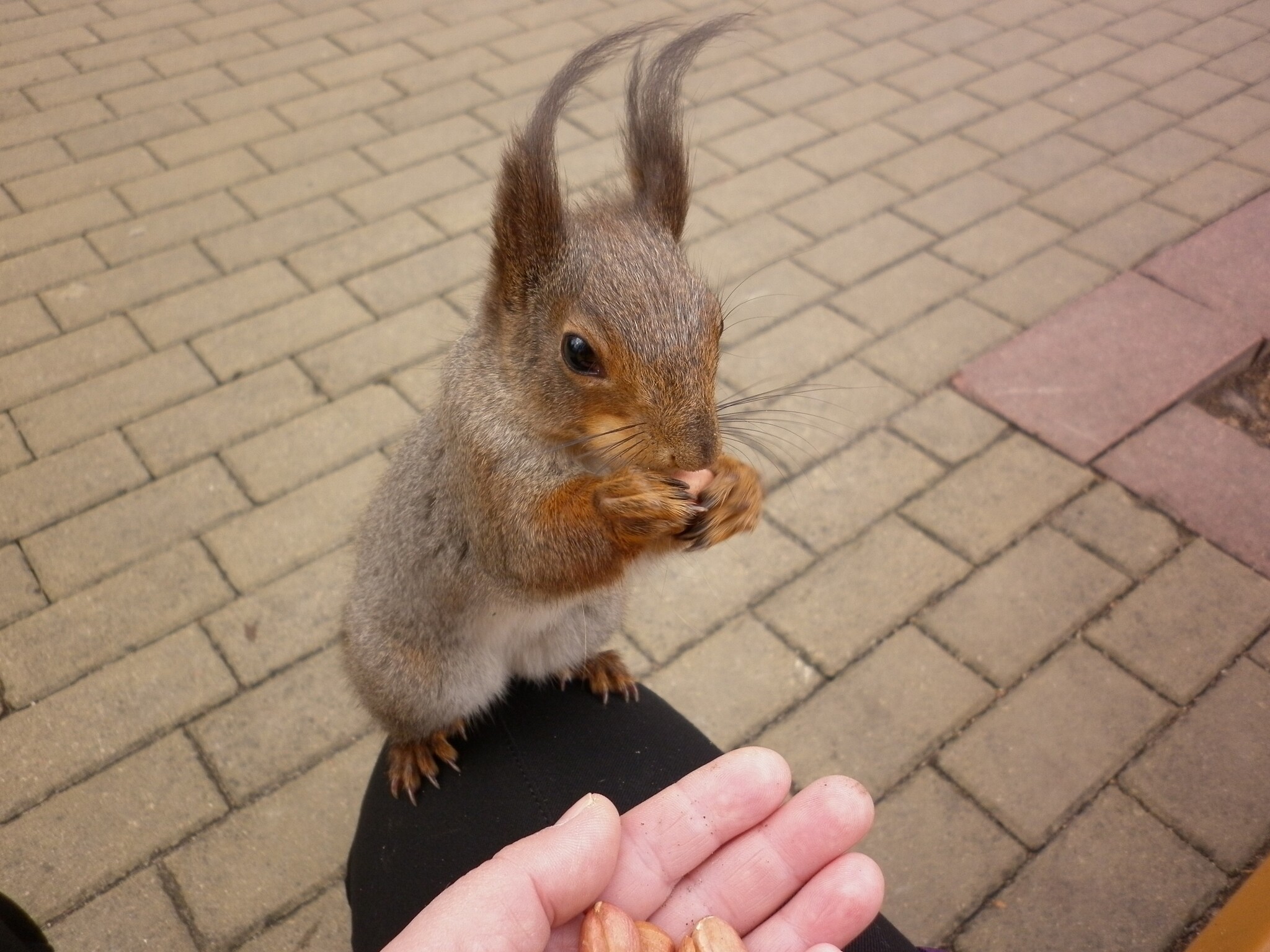 Photo walk. The Way to the Squirrel's Heart - My, The photo, Text, Squirrel, Wild animals, Rodents, Funny, Humor, Longpost