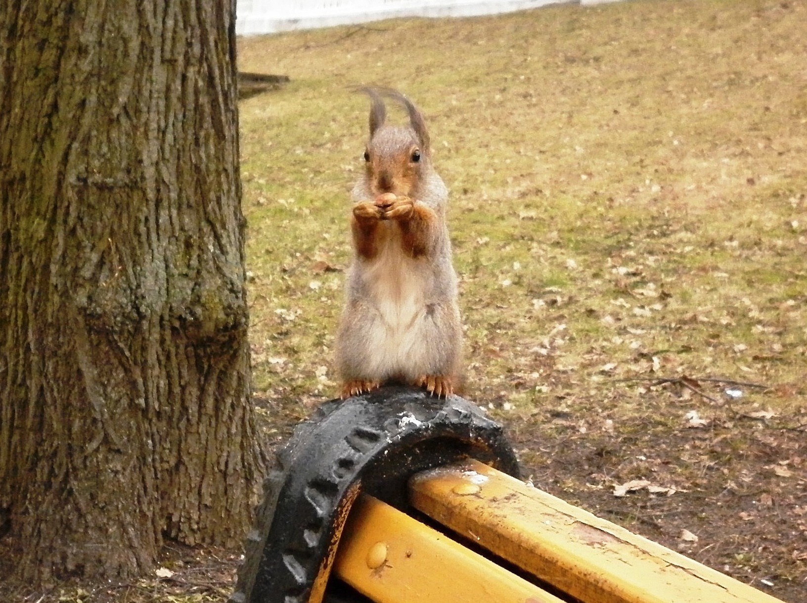 Photo walk. The Way to the Squirrel's Heart - My, The photo, Text, Squirrel, Wild animals, Rodents, Funny, Humor, Longpost